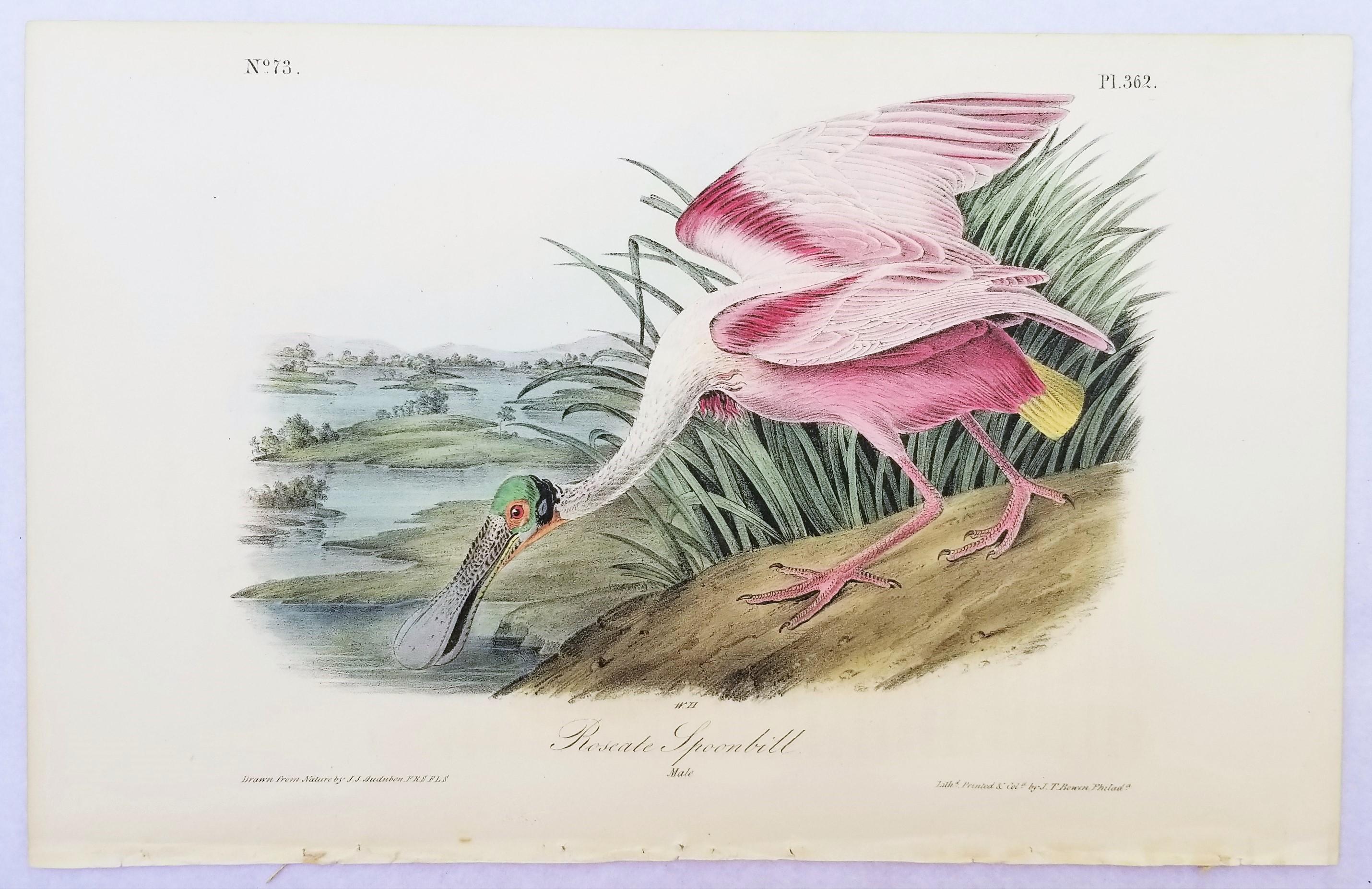 Cuillère à roseau /// John James Audubon Natural History Ornithology Bird Art en vente 2