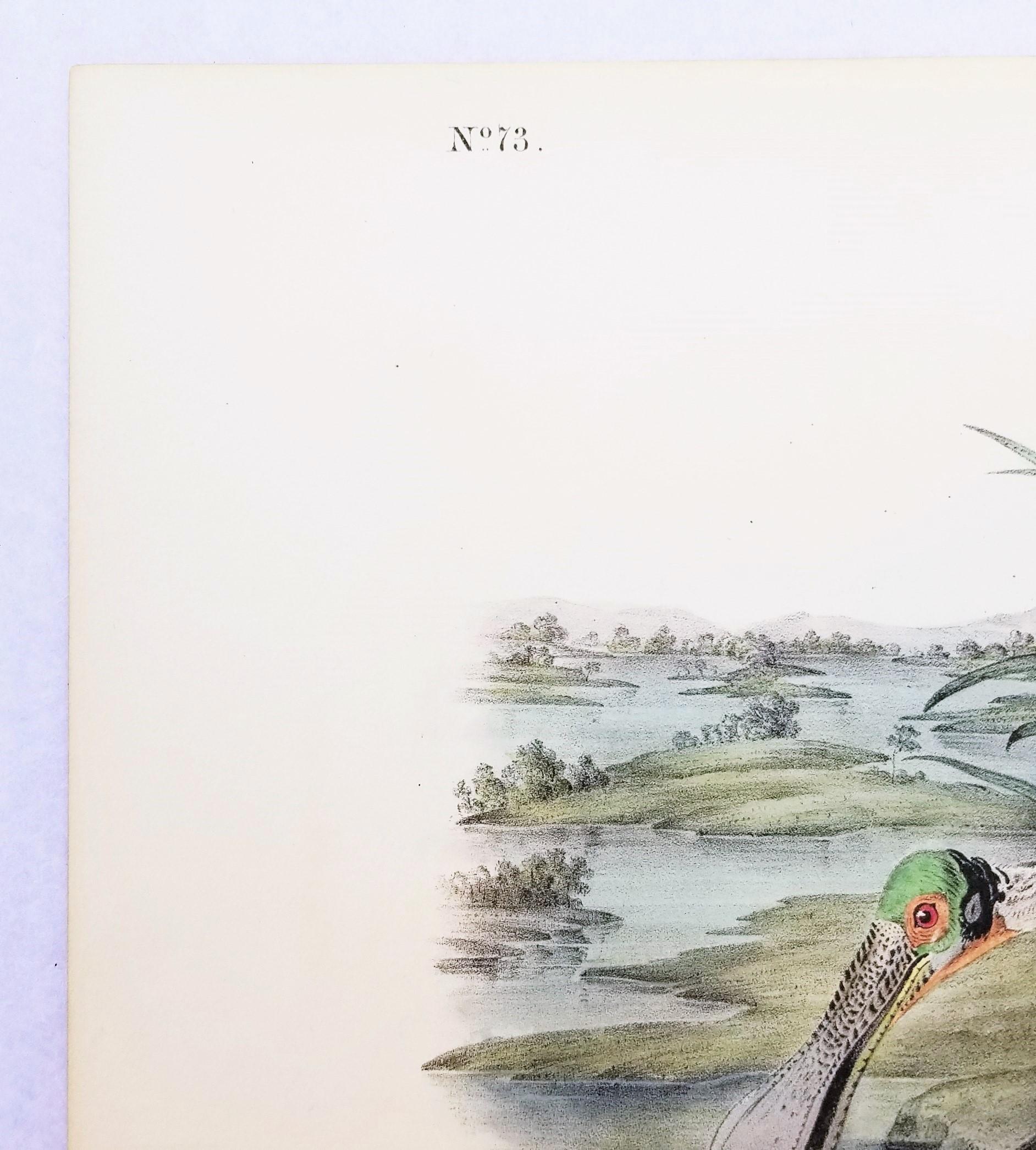 Cuillère à roseau /// John James Audubon Natural History Ornithology Bird Art en vente 4