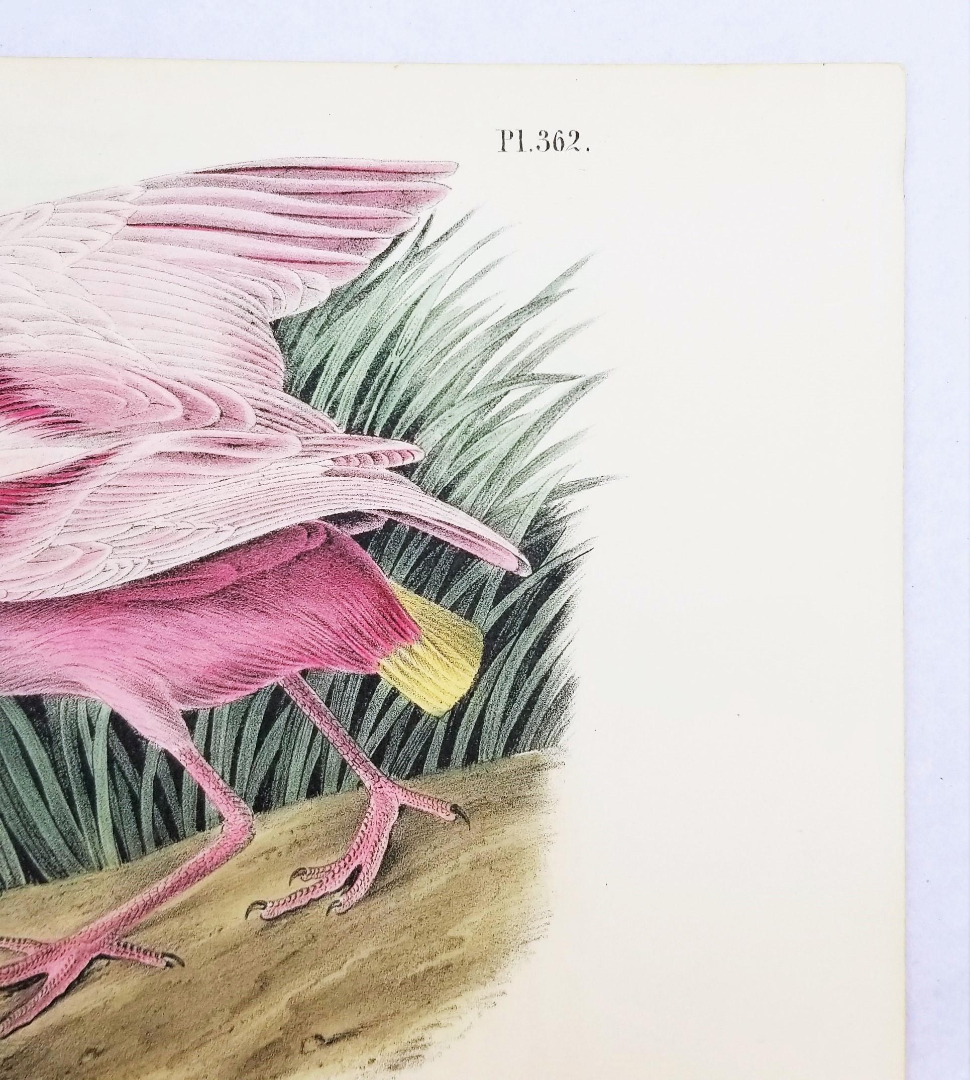 Roseate Spoonbill /// John James Audubon Natural History Ornithology Bird Art For Sale 5