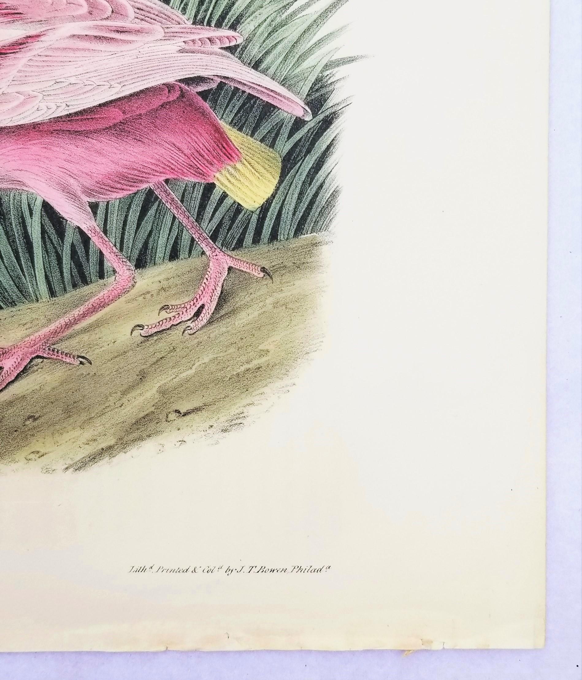 Roseate Spoonbill /// John James Audubon Natural History Ornithology Bird Art For Sale 6
