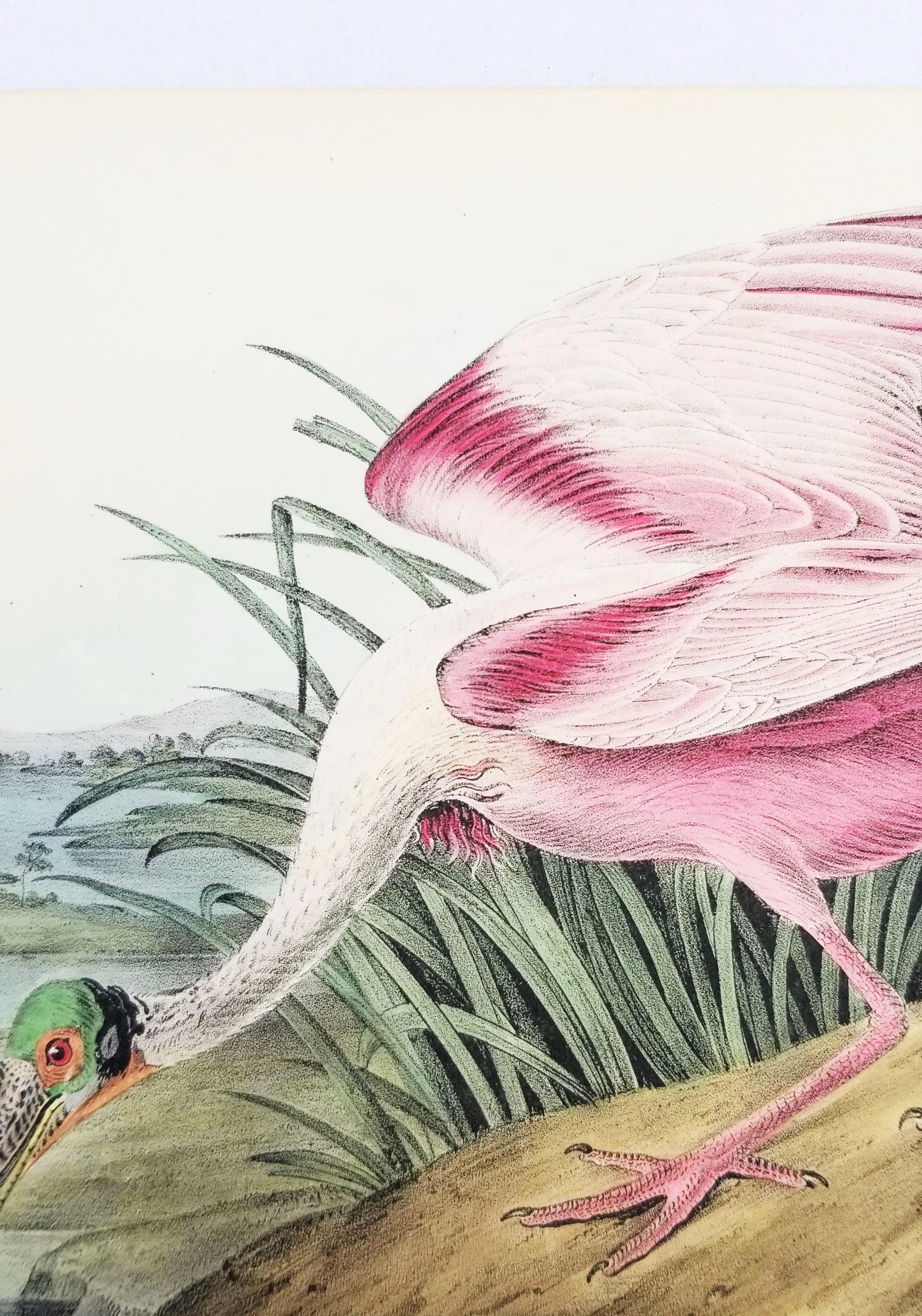 Cuillère à roseau /// John James Audubon Natural History Ornithology Bird Art en vente 7