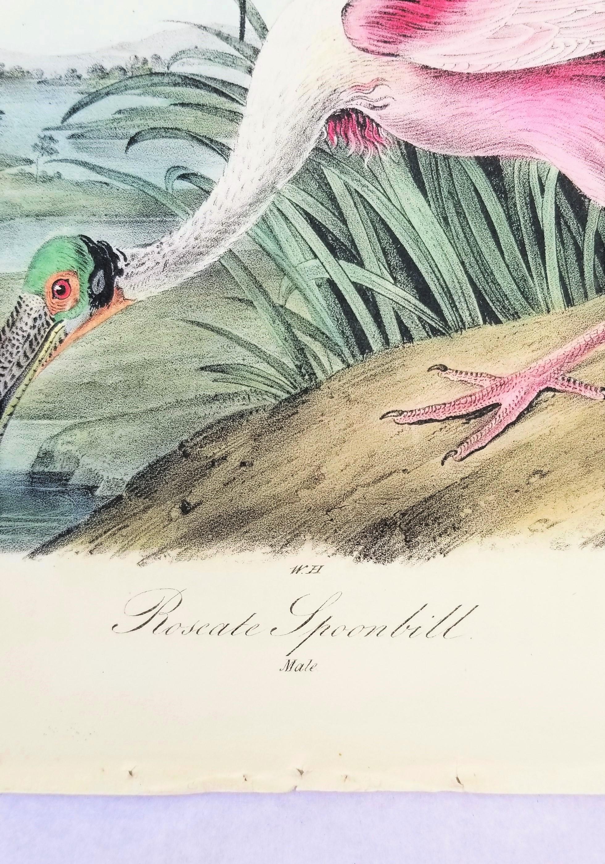 Spatola rosea /// John James Audubon Storia naturale Ornitologia Arte degli uccelli 12