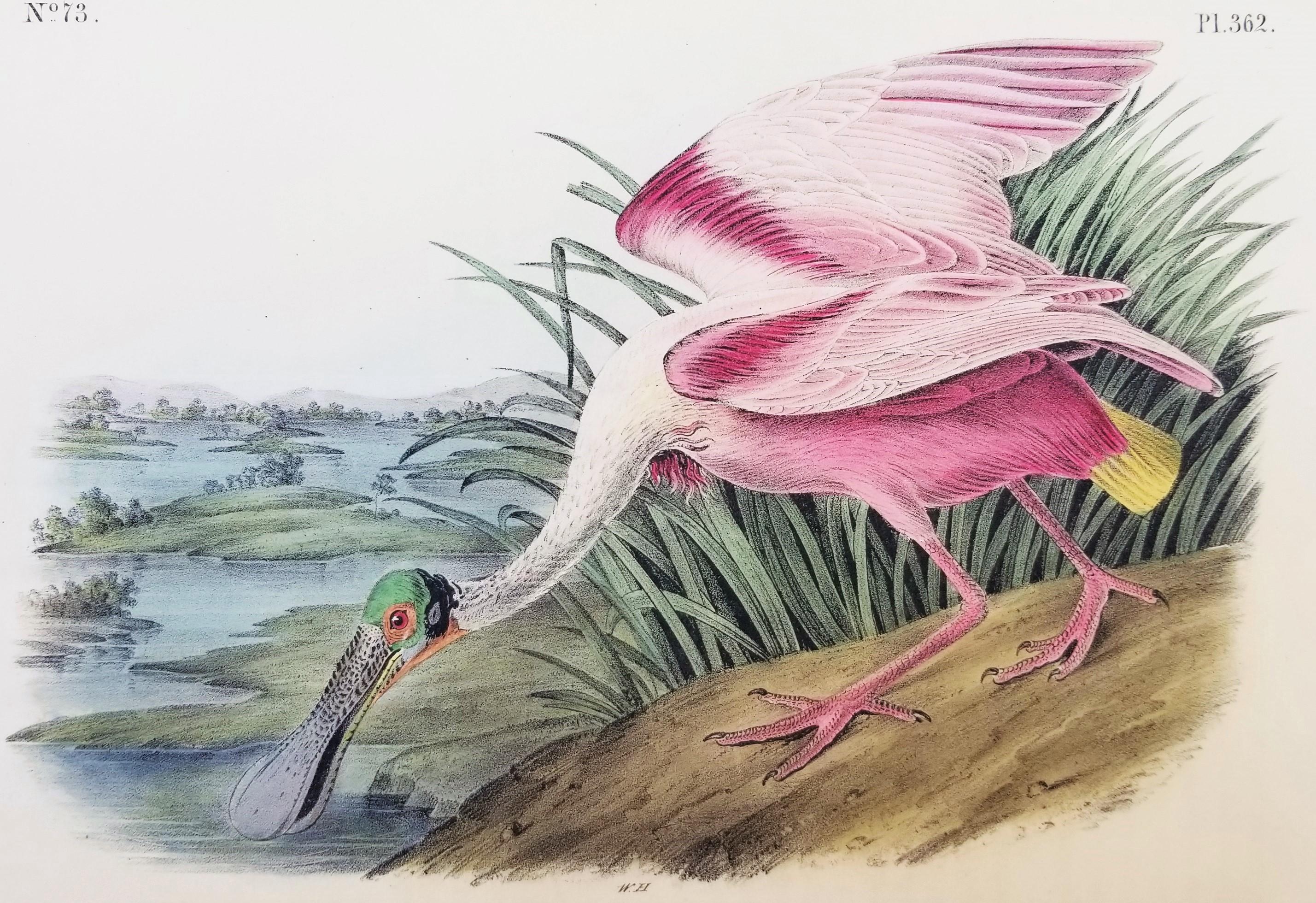 Artist: John James Audubon (American, 1785-1851)
Title: "Roseate Spoonbill" (Plate 362, No. 73)
Portfolio: The Birds of America, First Royal Octavo Edition
Year: 1840-1844
Medium: Original Hand-Colored Lithograph on wove paper
Limited edition: