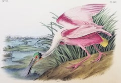 Roseate Löffelbill /// John James Audubon Naturgeschichte Ornithologie Vogelkunst
