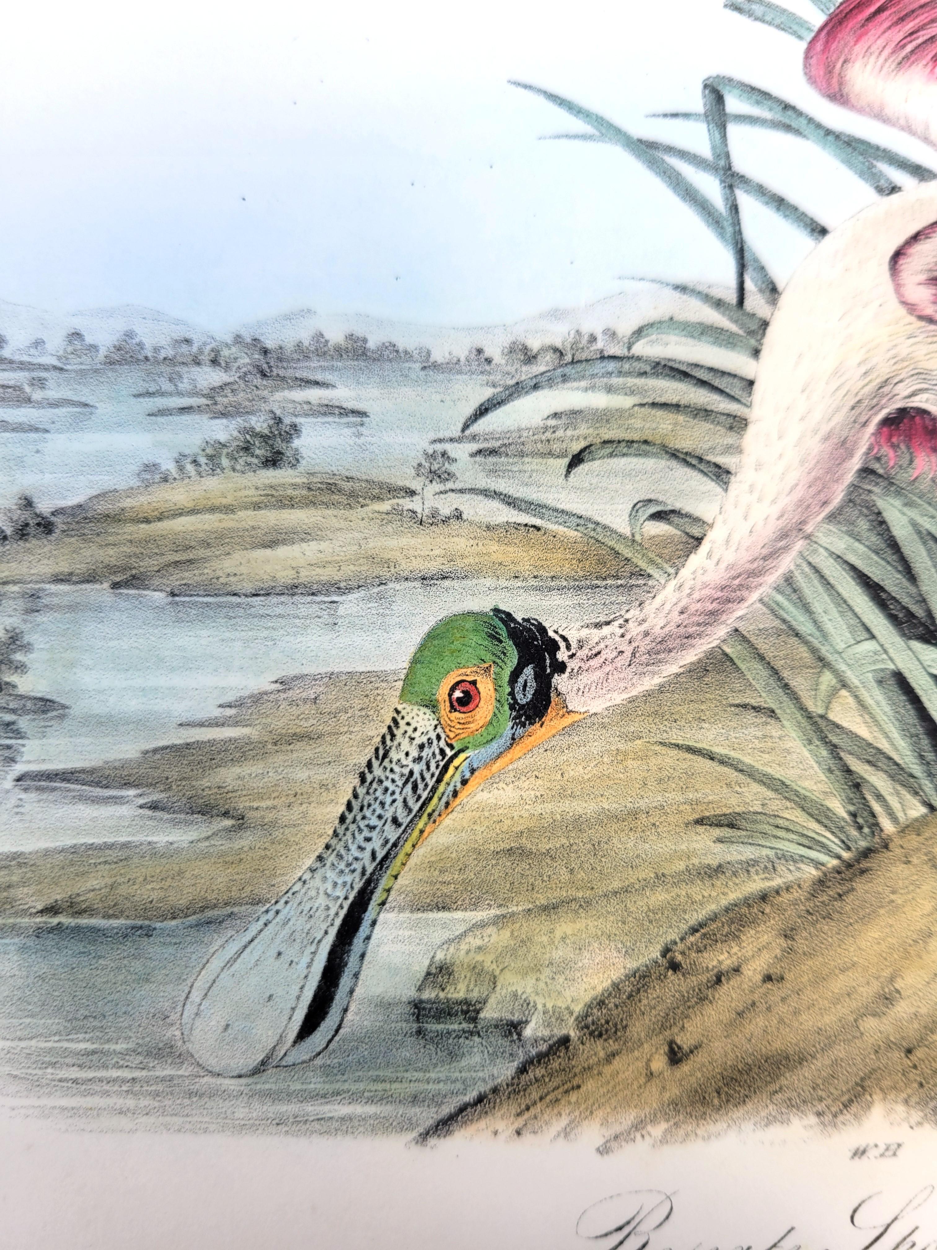 Roseate Spoonbill /// John James Audubon Natural History Ornithology Water Bird For Sale 9