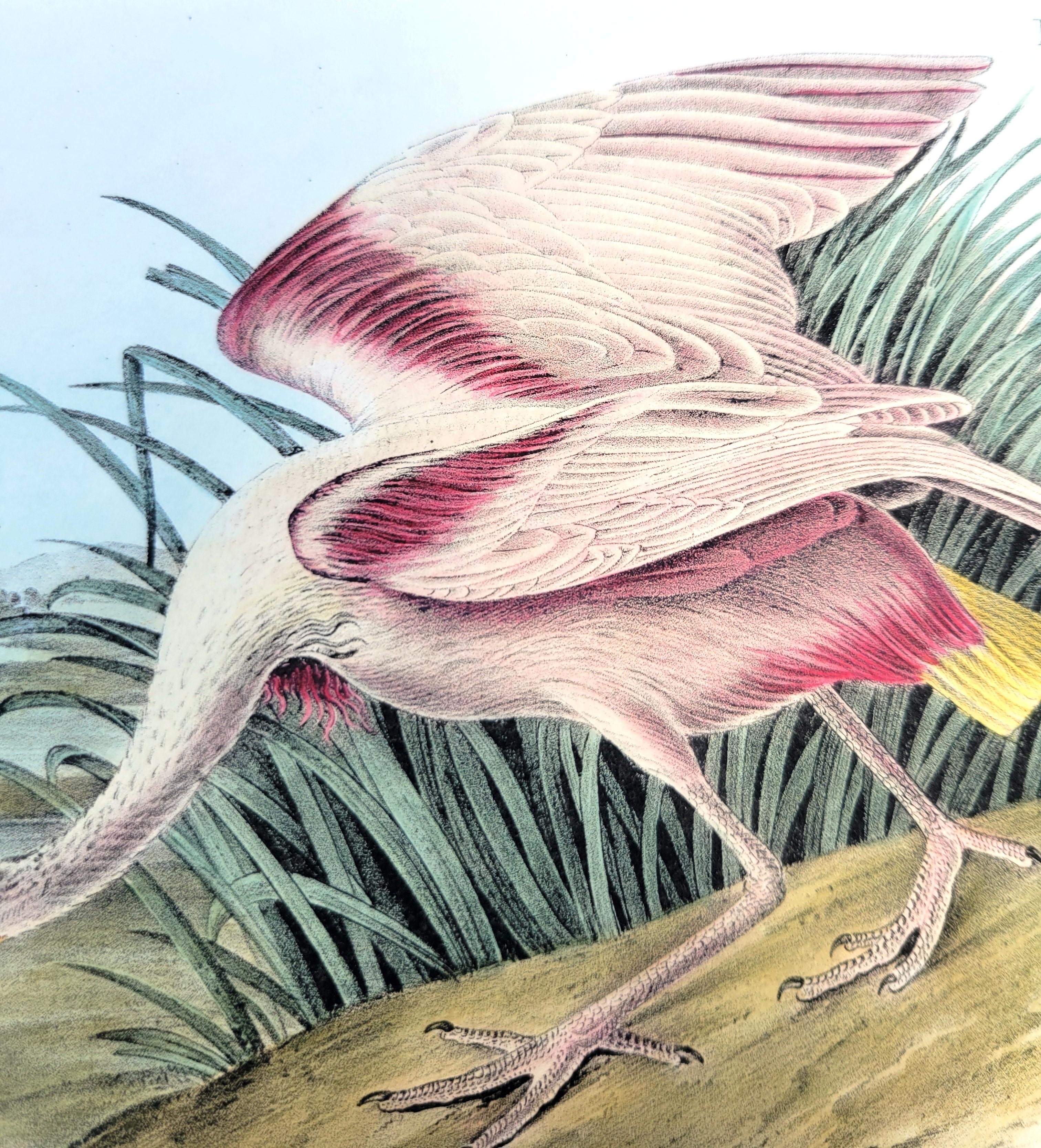 Roseate Spoonbill /// John James Audubon Natural History Ornithology Water Bird For Sale 10