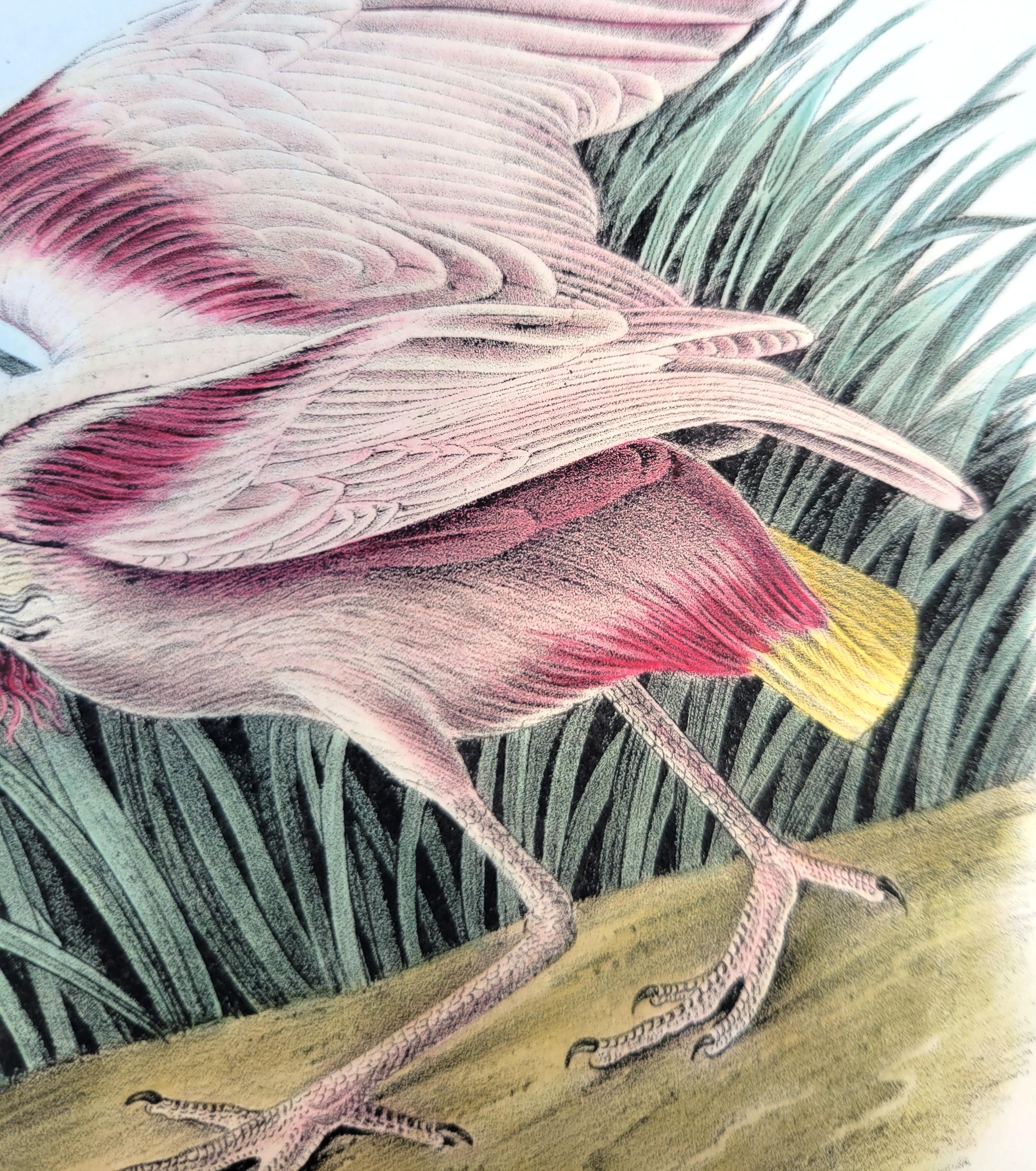Roseate Spoonbill /// John James Audubon Natural History Ornithology Water Bird For Sale 11