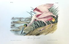 Espátula rosada /// John James Audubon Historia Natural Ornitología Ave acuática