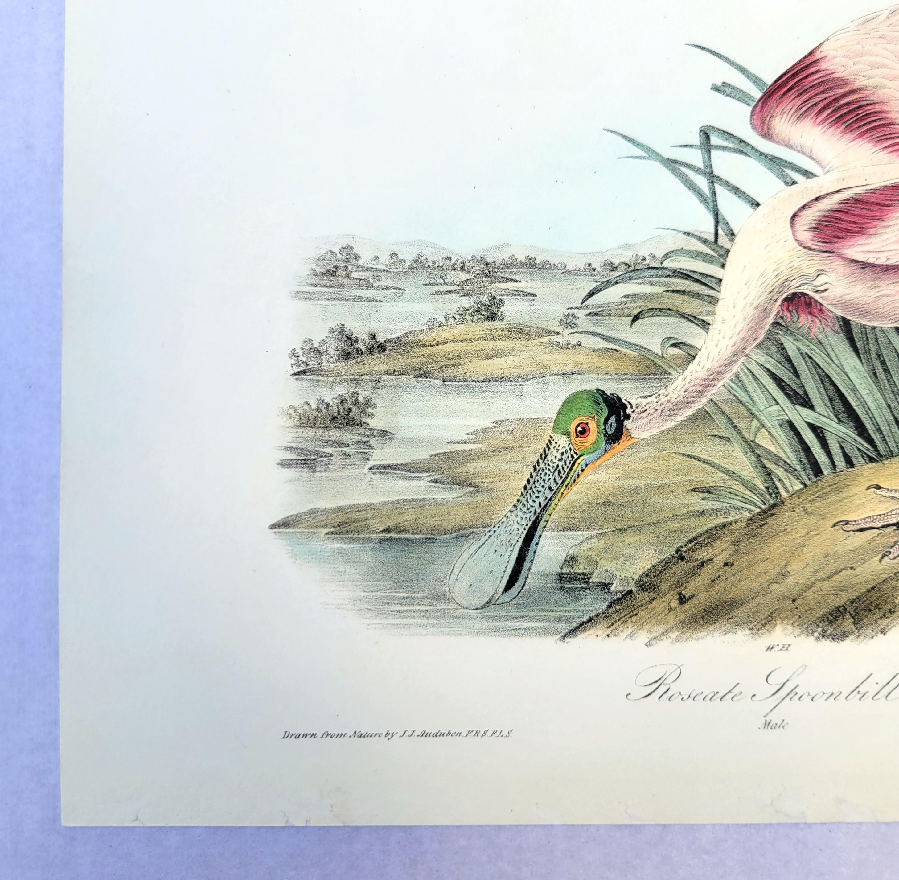Roseate Spoonbill /// John James Audubon Natural History Ornithology Water Bird For Sale 3