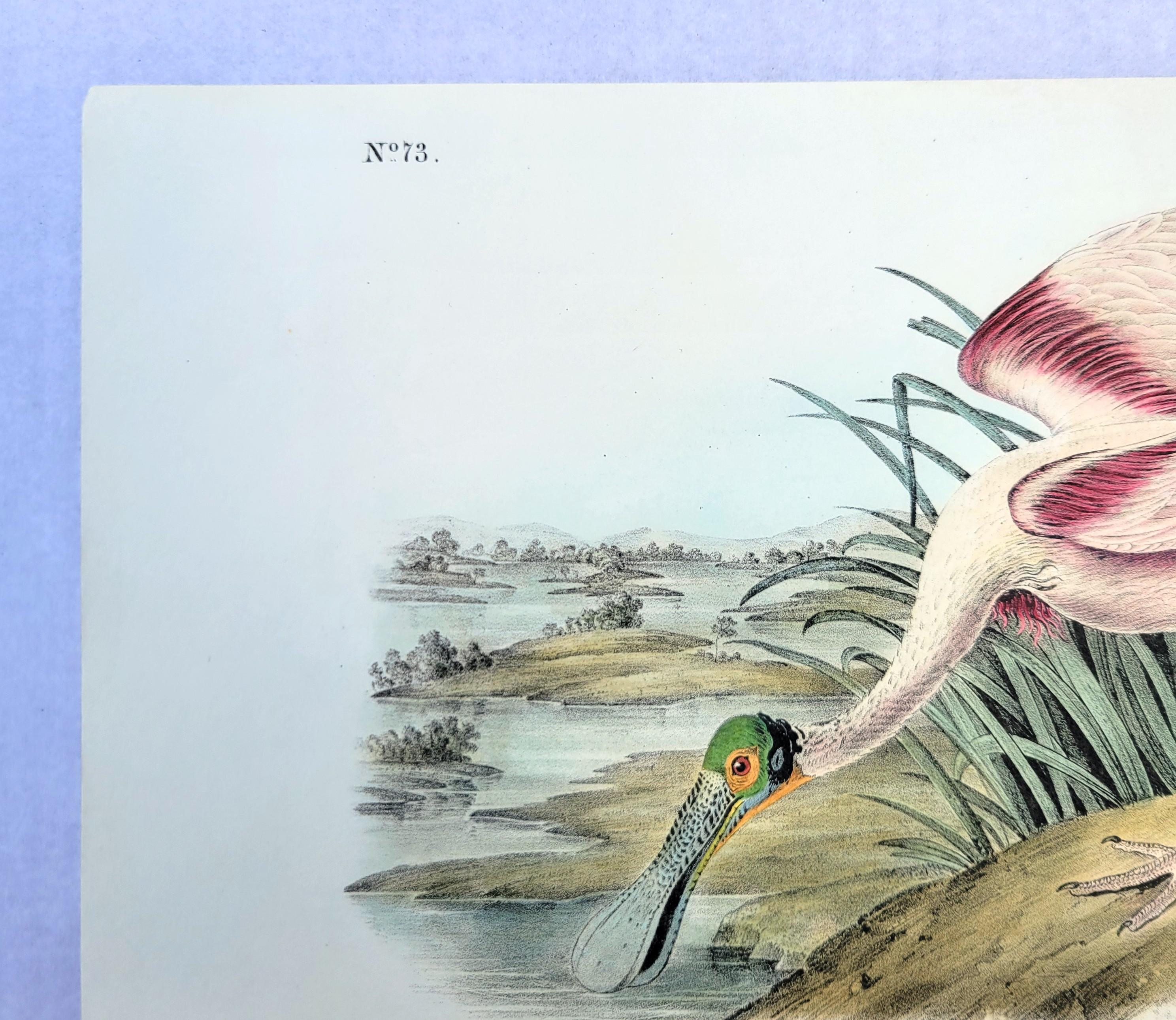 Roseate Spoonbill /// John James Audubon Natural History Ornithology Water Bird For Sale 4