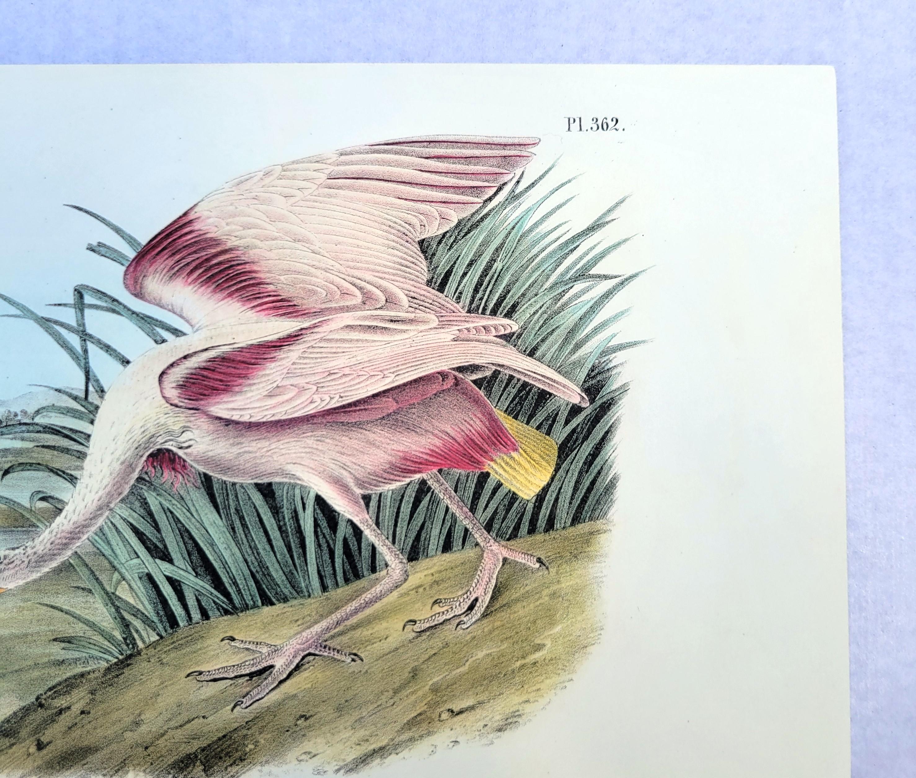 Roseate Spoonbill /// John James Audubon Natural History Ornithology Water Bird For Sale 5