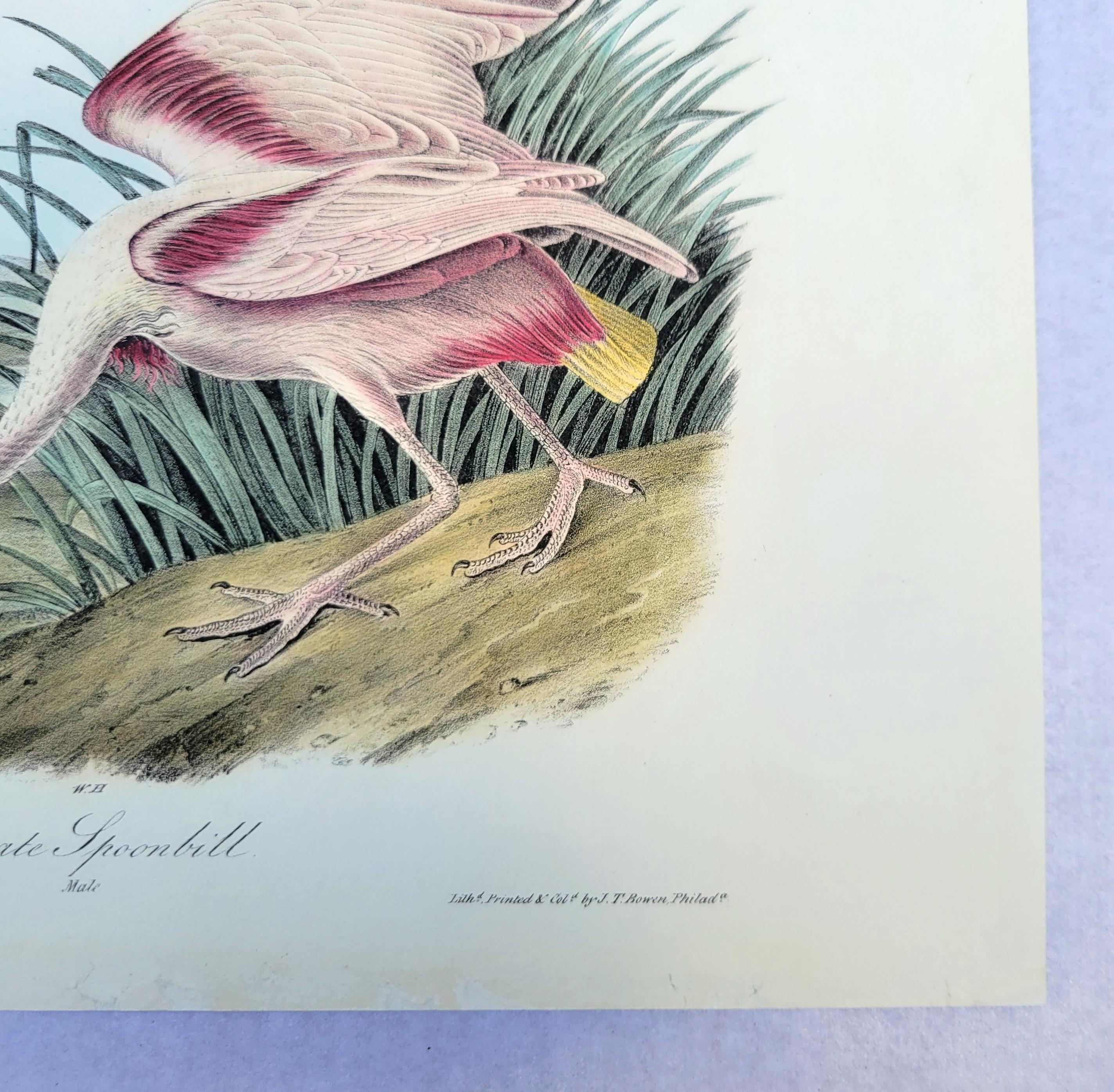 Roseate Spoonbill /// John James Audubon Natural History Ornithology Water Bird For Sale 6