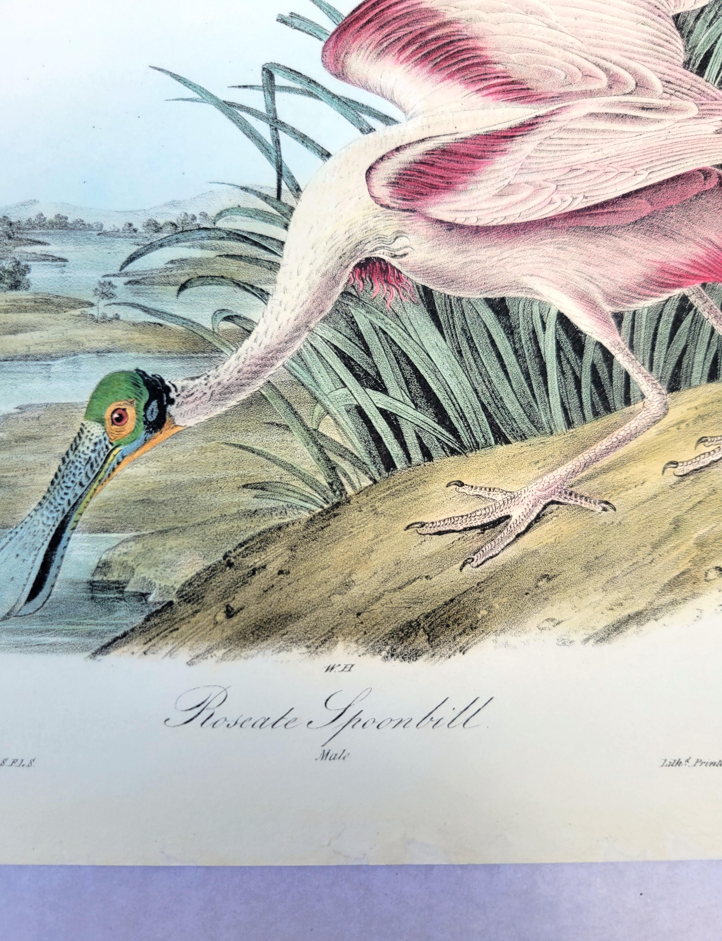 Roseate Spoonbill /// John James Audubon Natural History Ornithology Water Bird For Sale 8