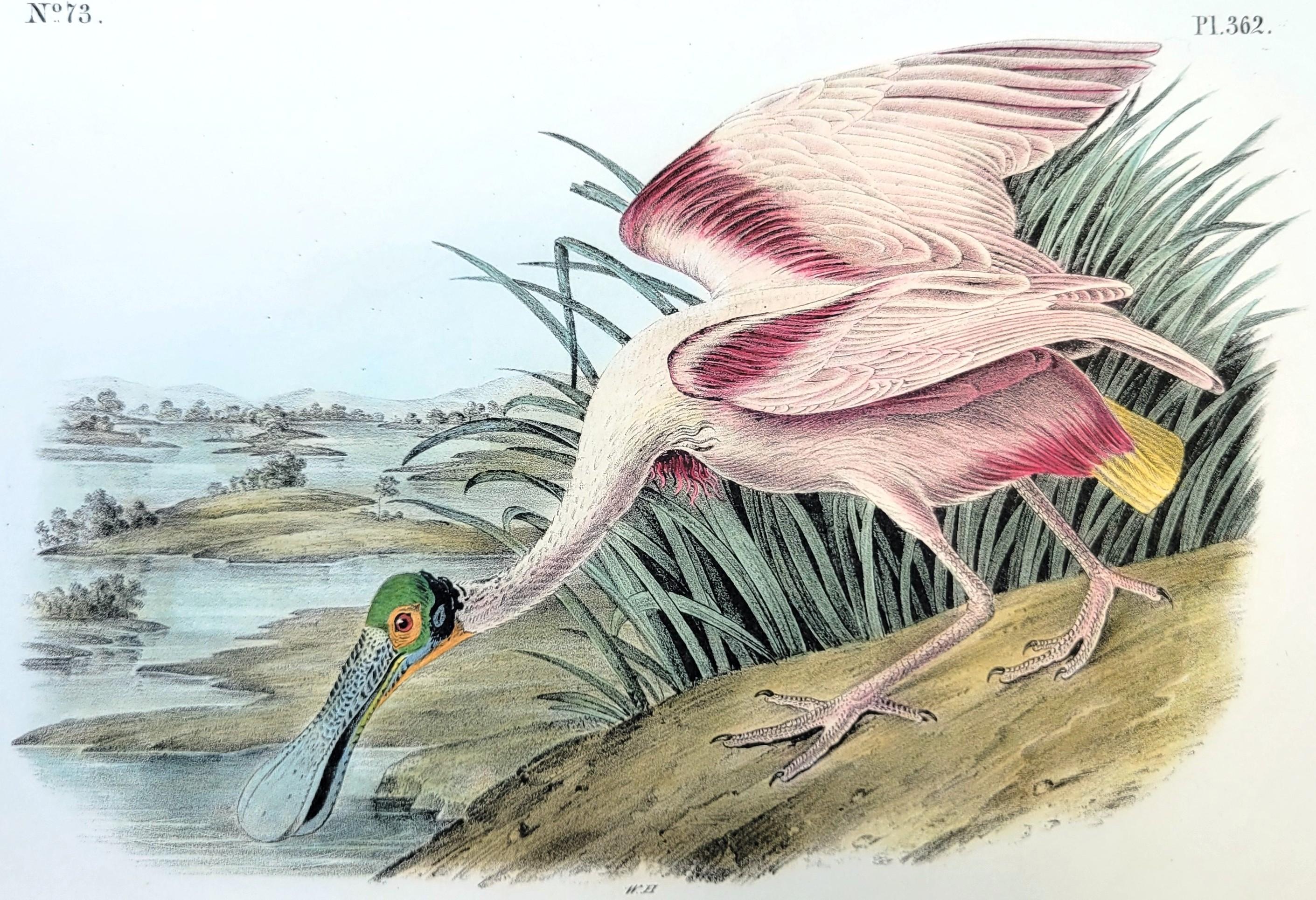 Artist: John James Audubon (American, 1785-1851)
Title: "Roseate Spoonbill" (Plate 362, No. 73)
Portfolio: The Birds of America, First Royal Octavo Edition
Year: 1840-1844
Medium: Original Hand-Colored Lithograph on wove paper
Limited edition: