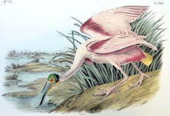 Spatola rosea /// John James Audubon Storia naturale Ornitologia Arte degli uccelli