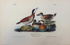 Ruddy Duck