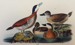 Antique Ruddy Duck