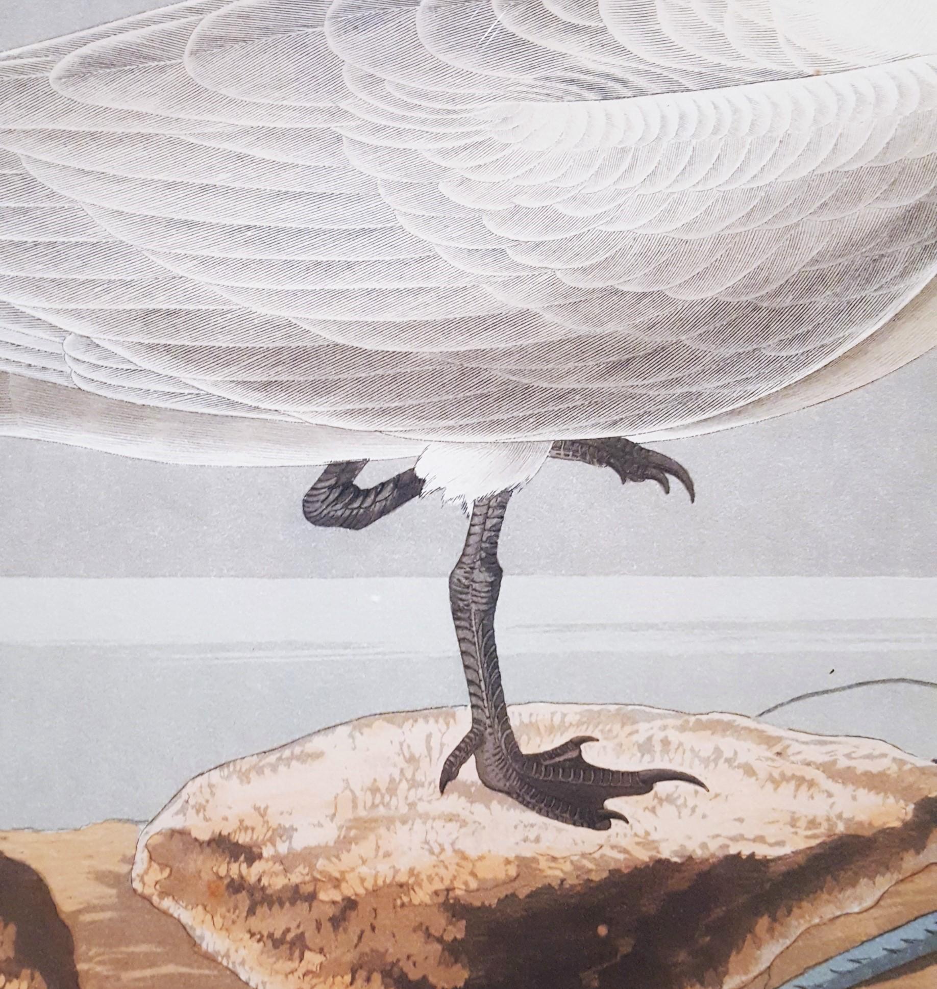 Charrán patinegro (con pez cangrejo de Florida) (Cayos de Florida) /// Ornitología Audubon en venta 5