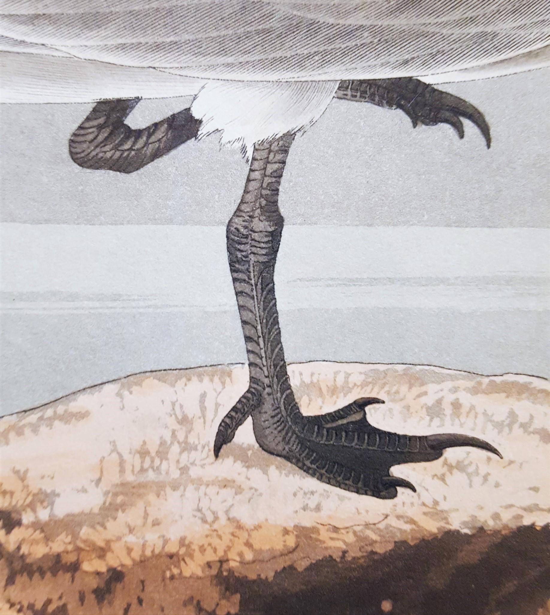 Charrán patinegro (con pez cangrejo de Florida) (Cayos de Florida) /// Ornitología Audubon en venta 6