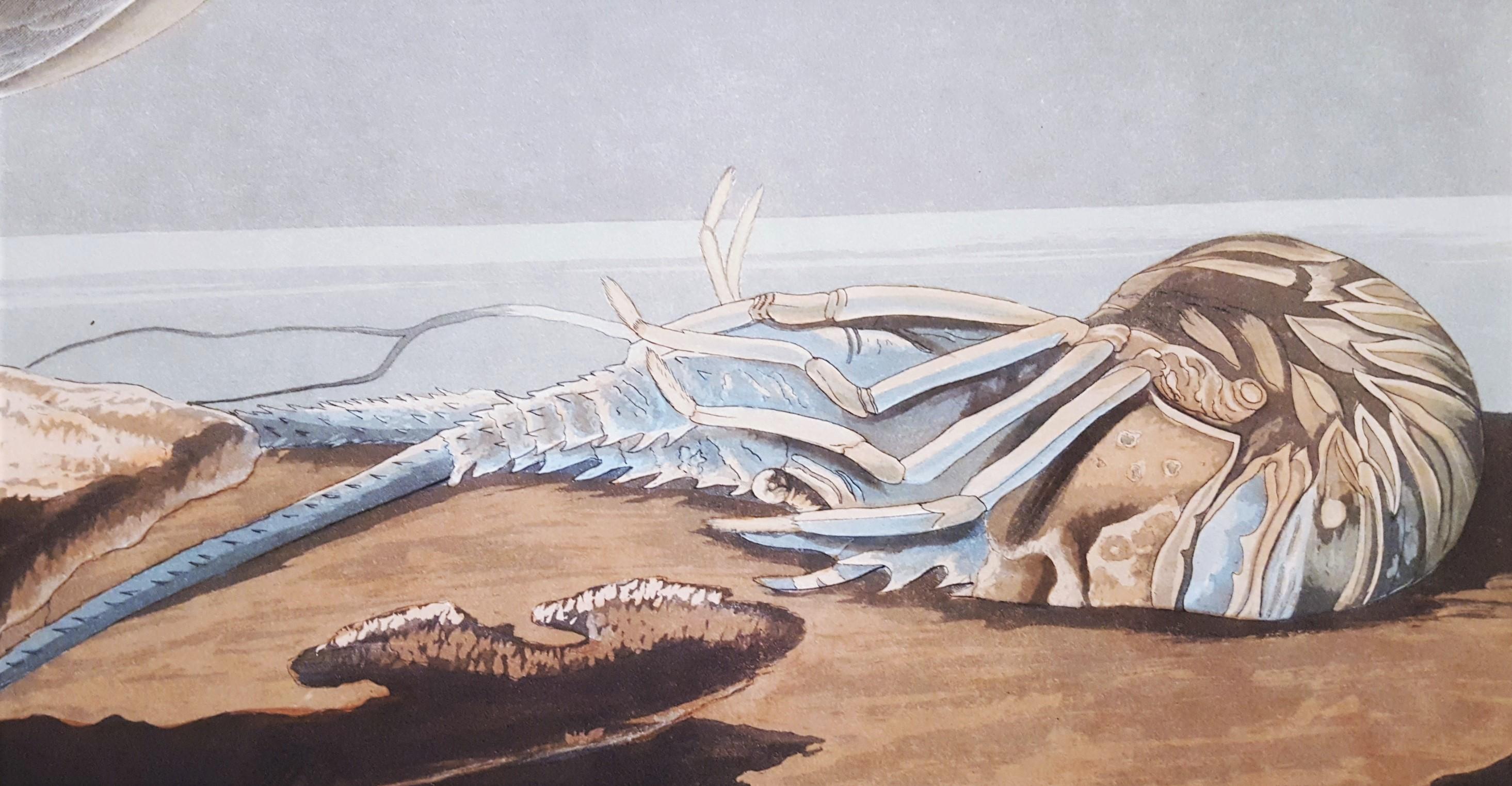 Charrán patinegro (con pez cangrejo de Florida) (Cayos de Florida) /// Ornitología Audubon en venta 7