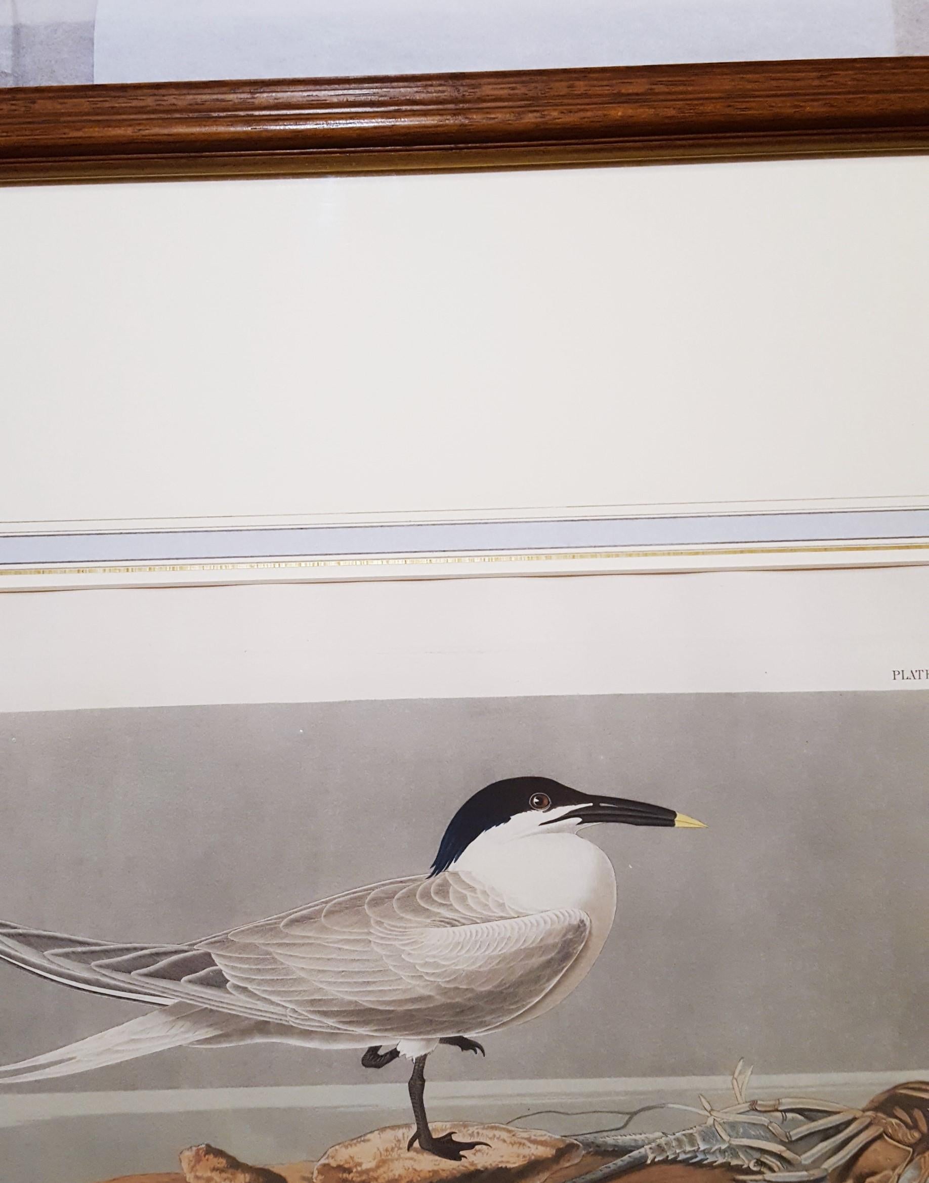 Charrán patinegro (con pez cangrejo de Florida) (Cayos de Florida) /// Ornitología Audubon en venta 12