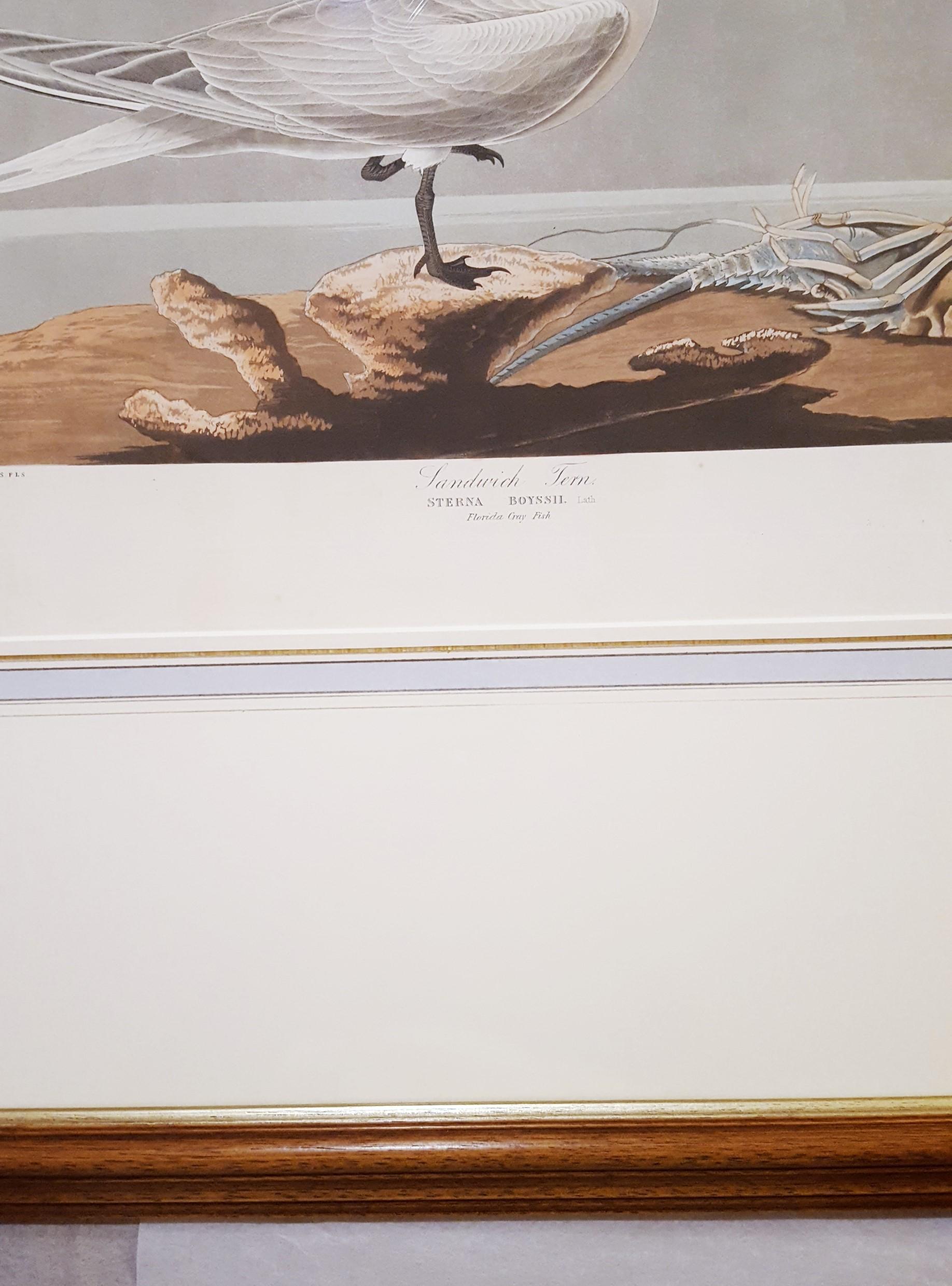 Charrán patinegro (con pez cangrejo de Florida) (Cayos de Florida) /// Ornitología Audubon en venta 13