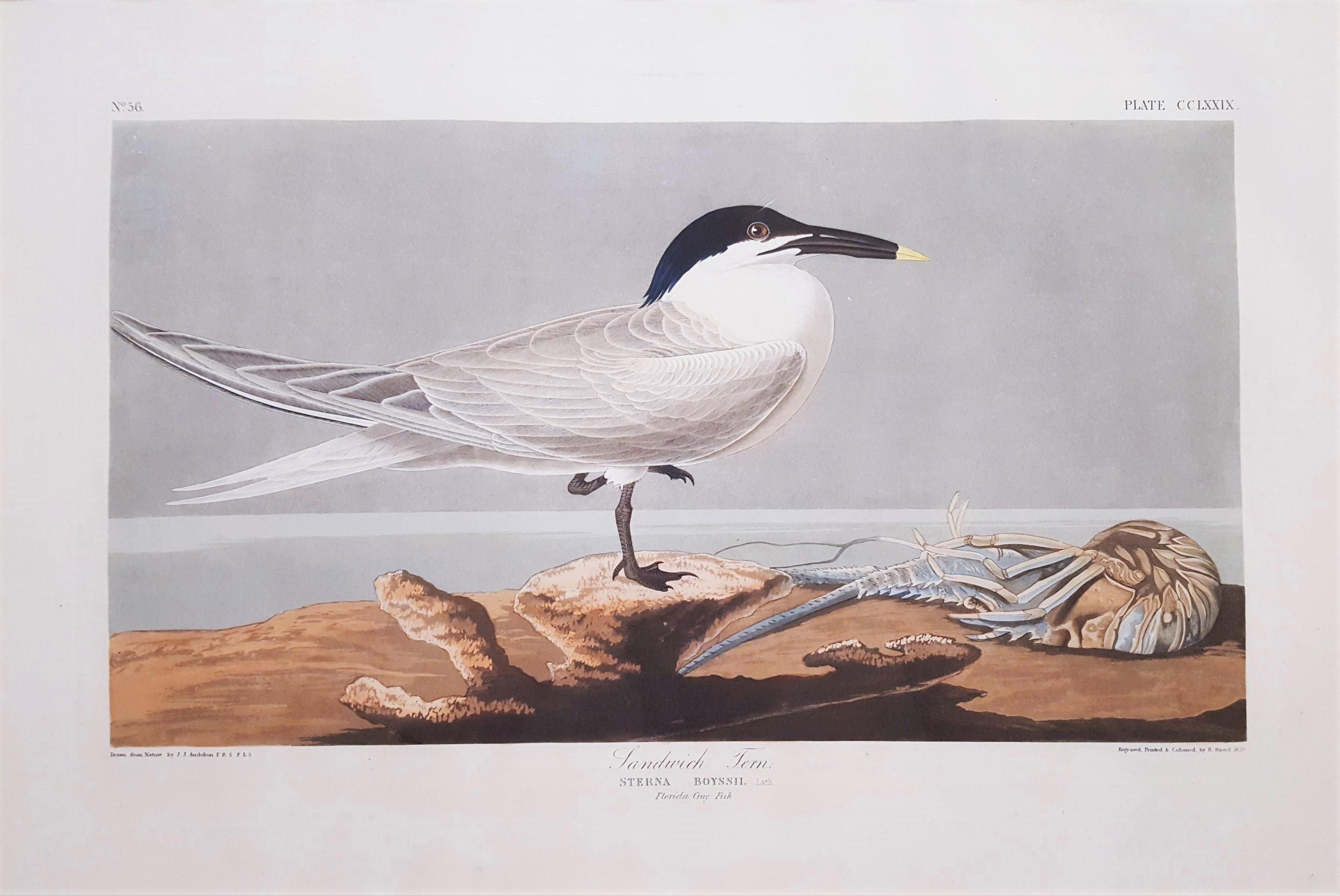 Charrán patinegro (con pez cangrejo de Florida) (Cayos de Florida) /// Ornitología Audubon - Print de John James Audubon