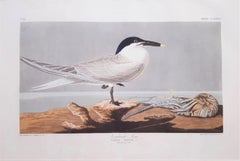 Sandwich Tern (with Florida Cray Fish) (Florida Keys) /// Ornithology Audubon