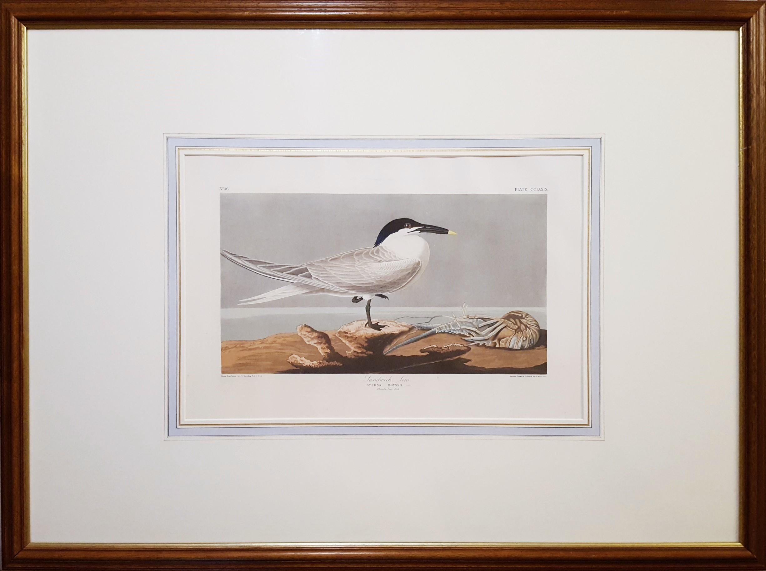 Charrán patinegro (con pez cangrejo de Florida) (Cayos de Florida) /// Ornitología Audubon - Print Victoriano de John James Audubon