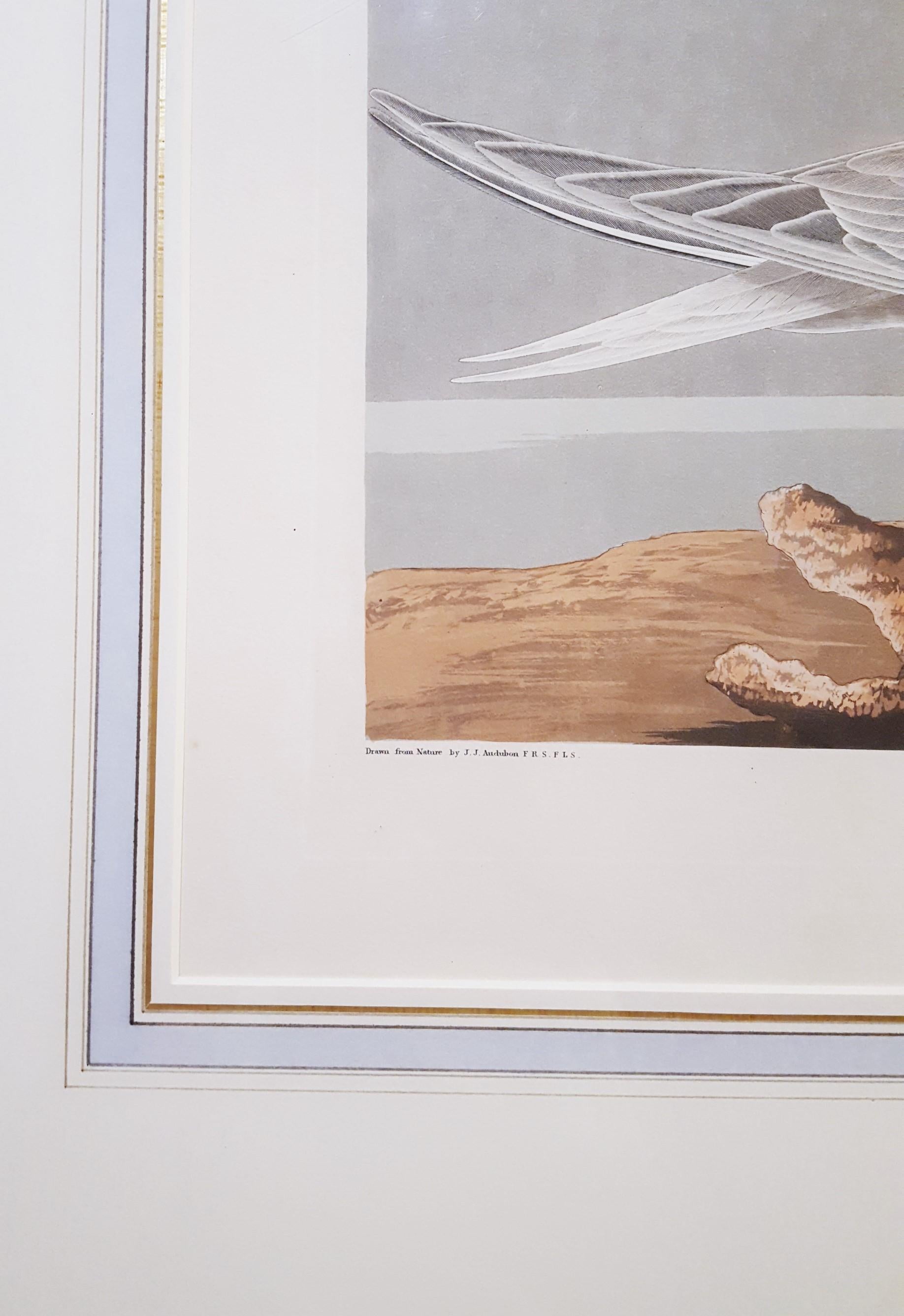 Charrán patinegro (con pez cangrejo de Florida) (Cayos de Florida) /// Ornitología Audubon - Animal Print Oro de John James Audubon