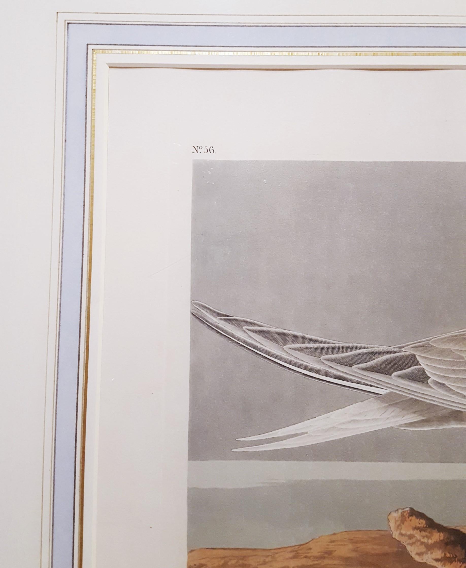 Artista: John James Audubon (estadounidense, 1785-1851)
Título: 