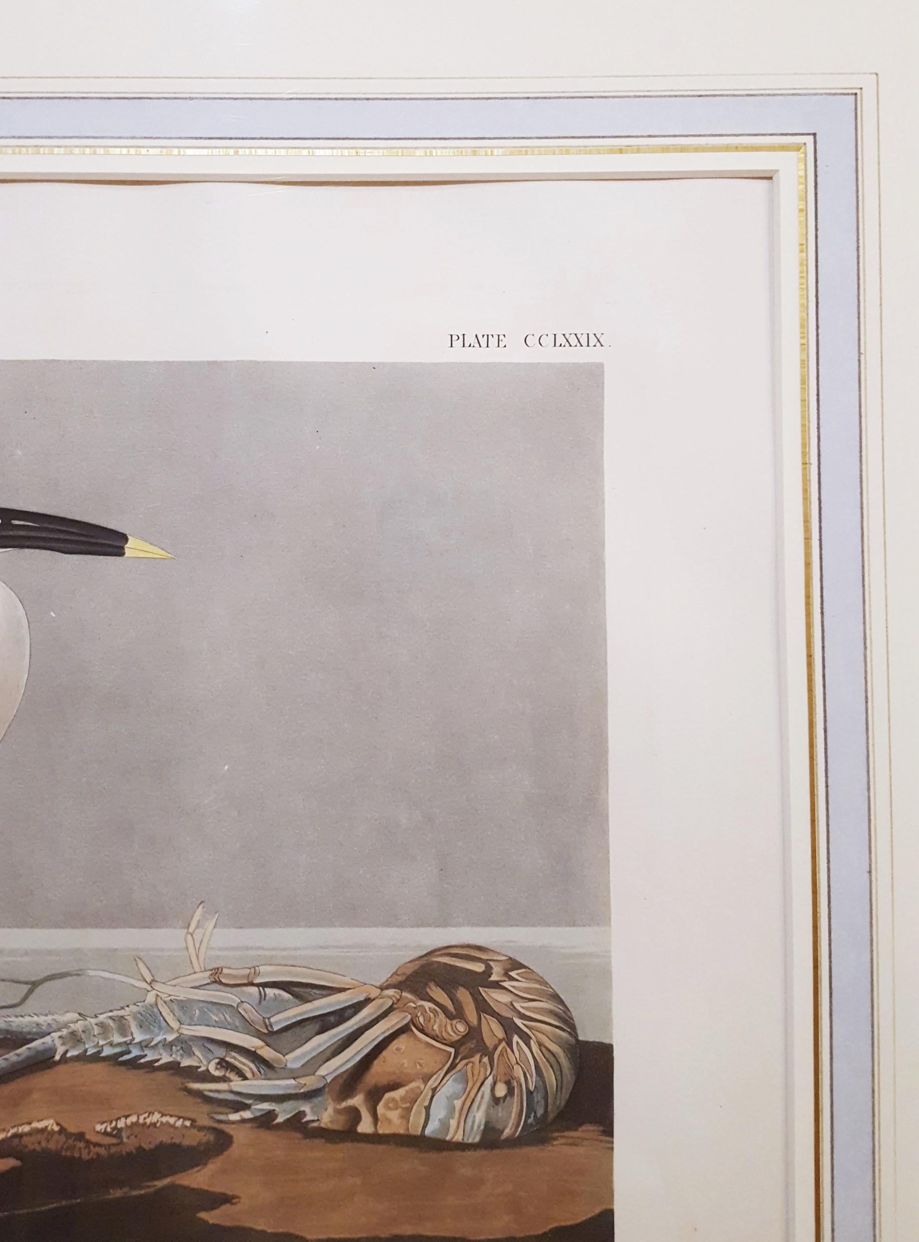 Charrán patinegro (con pez cangrejo de Florida) (Cayos de Florida) /// Ornitología Audubon en venta 1