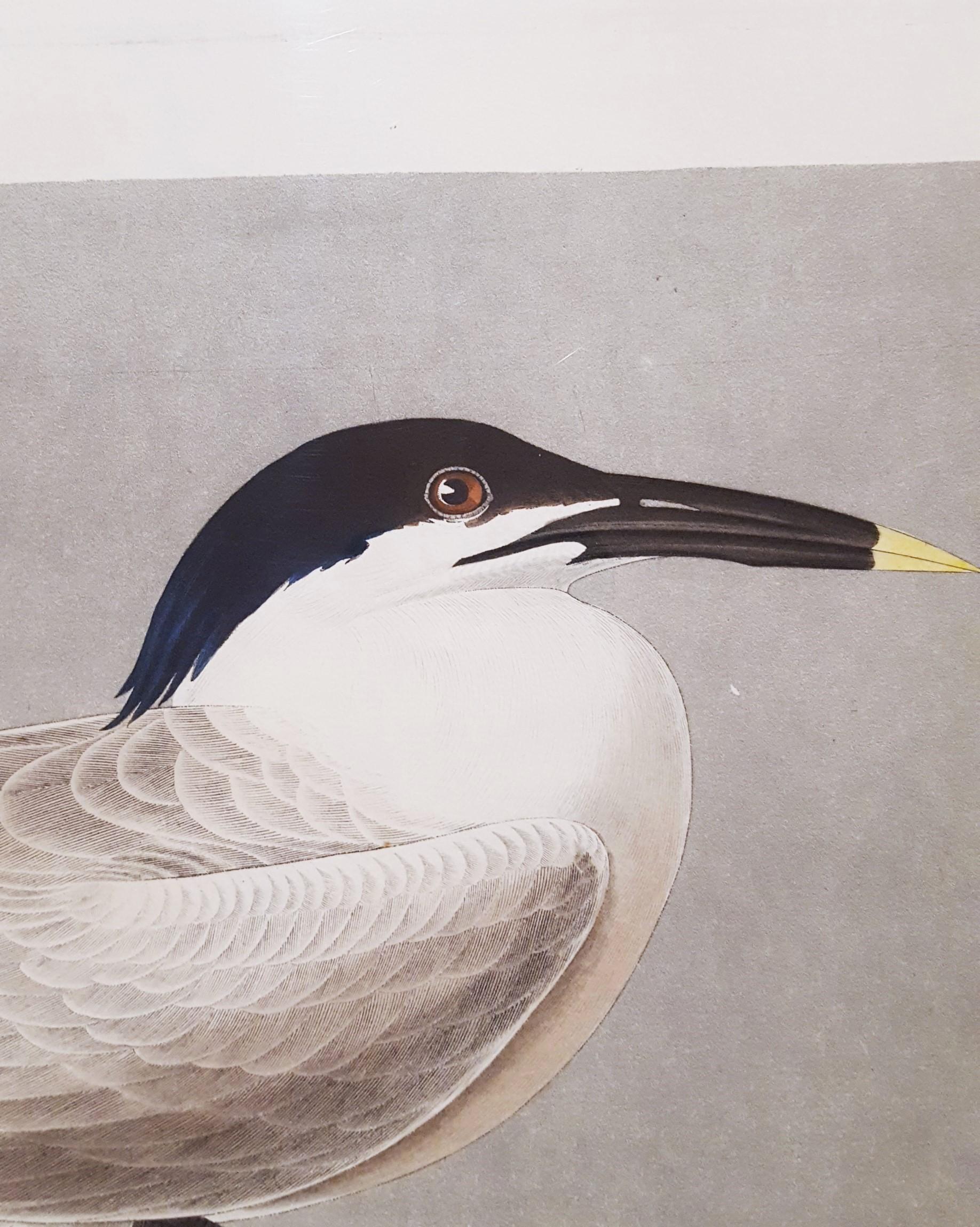 Charrán patinegro (con pez cangrejo de Florida) (Cayos de Florida) /// Ornitología Audubon en venta 3