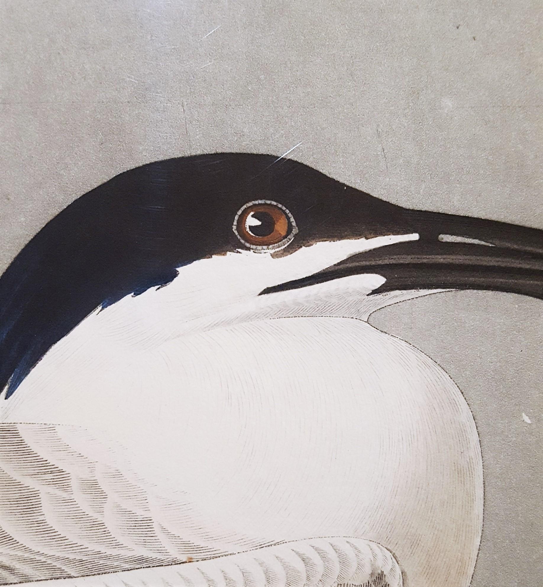 Charrán patinegro (con pez cangrejo de Florida) (Cayos de Florida) /// Ornitología Audubon en venta 4