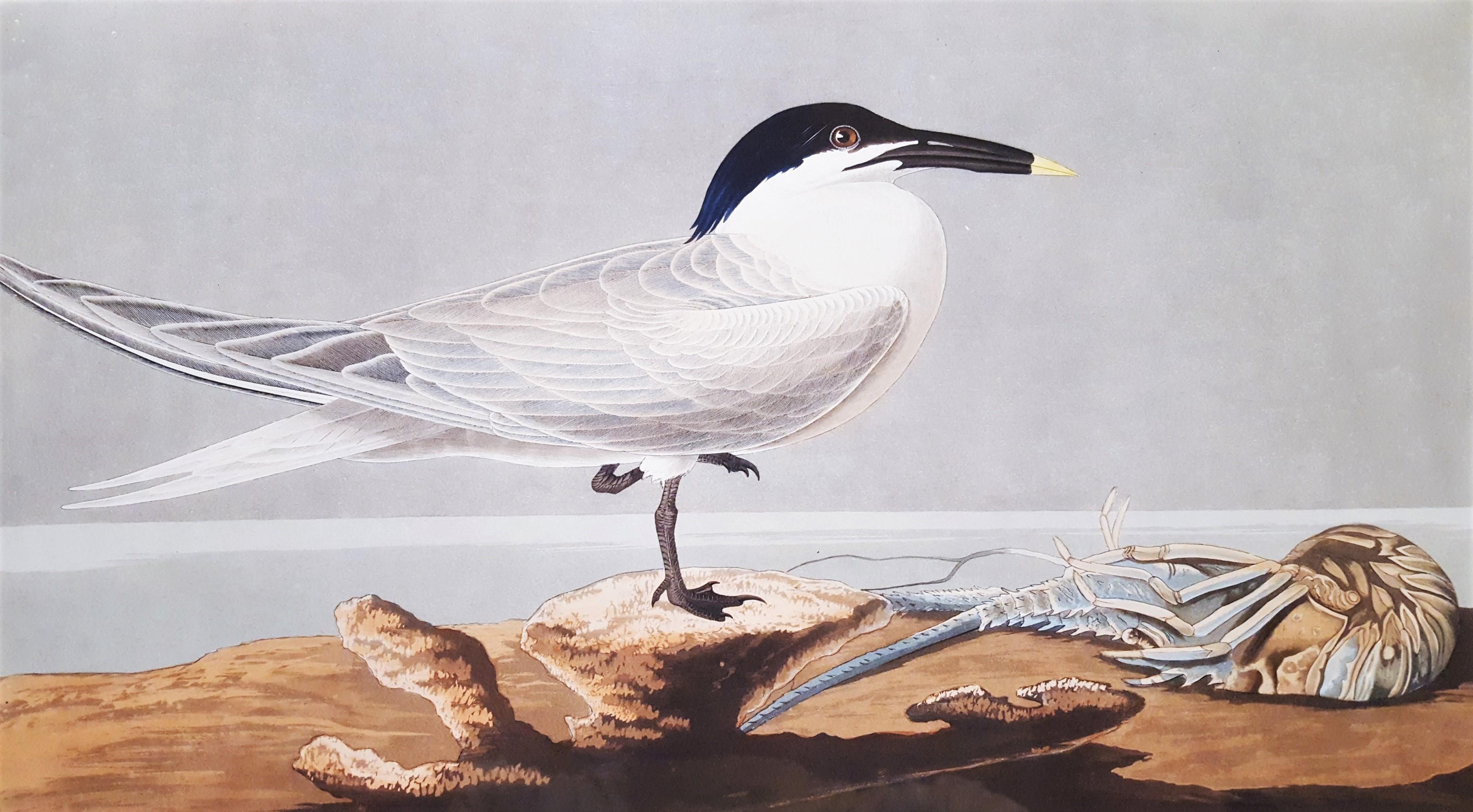Animal Print de John James Audubon - Charrán patinegro (con pez cangrejo de Florida) (Cayos de Florida) /// Ornitología Audubon