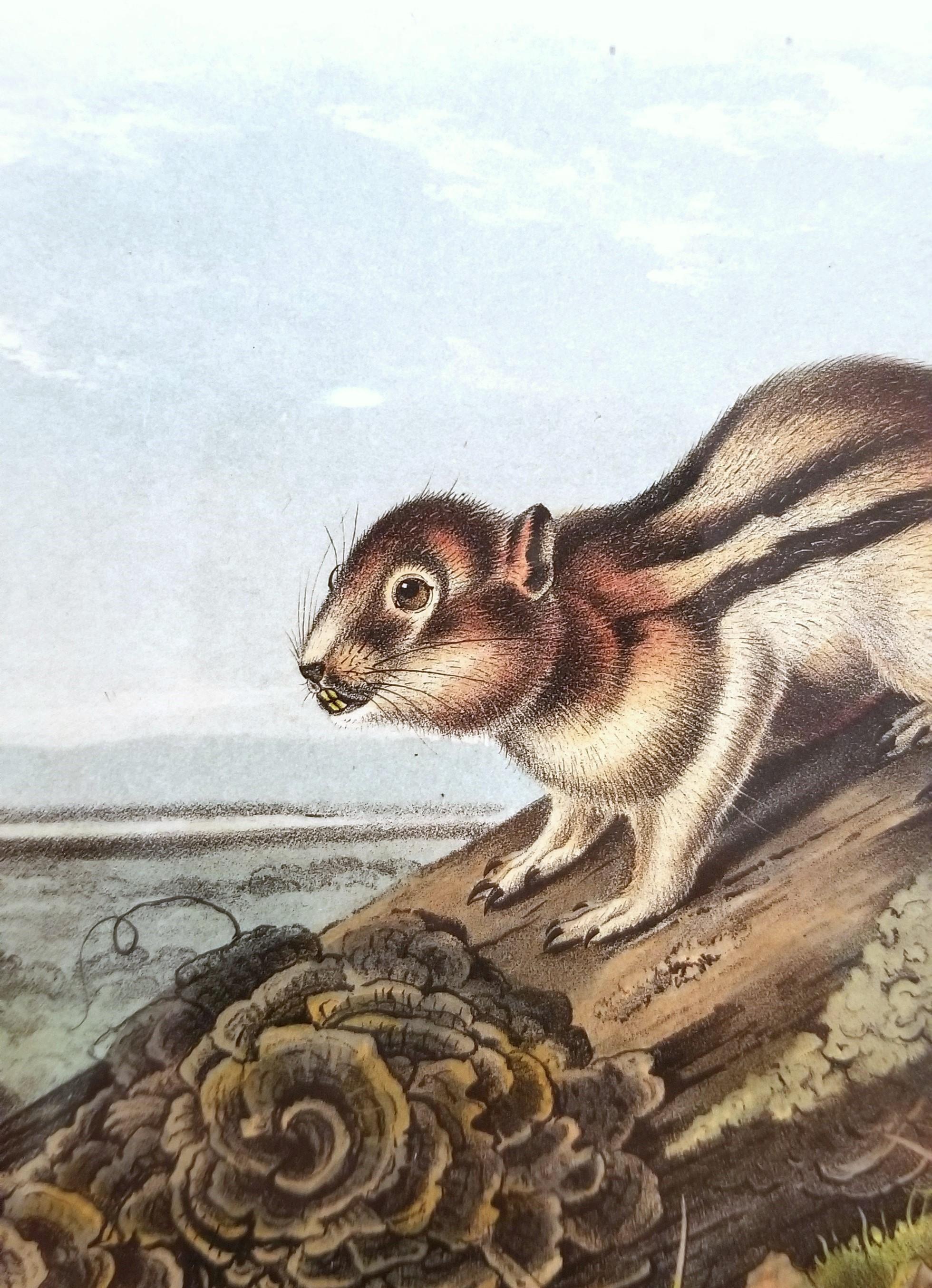 Ardilla Marmota de Say /// John James Audubon Cuadrúpedo Animal de la Historia Natural en venta 9