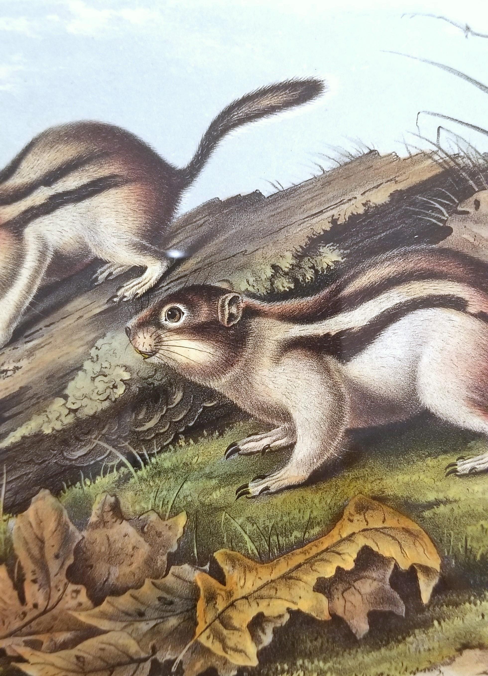 Ardilla Marmota de Say /// John James Audubon Cuadrúpedo Animal de la Historia Natural en venta 10