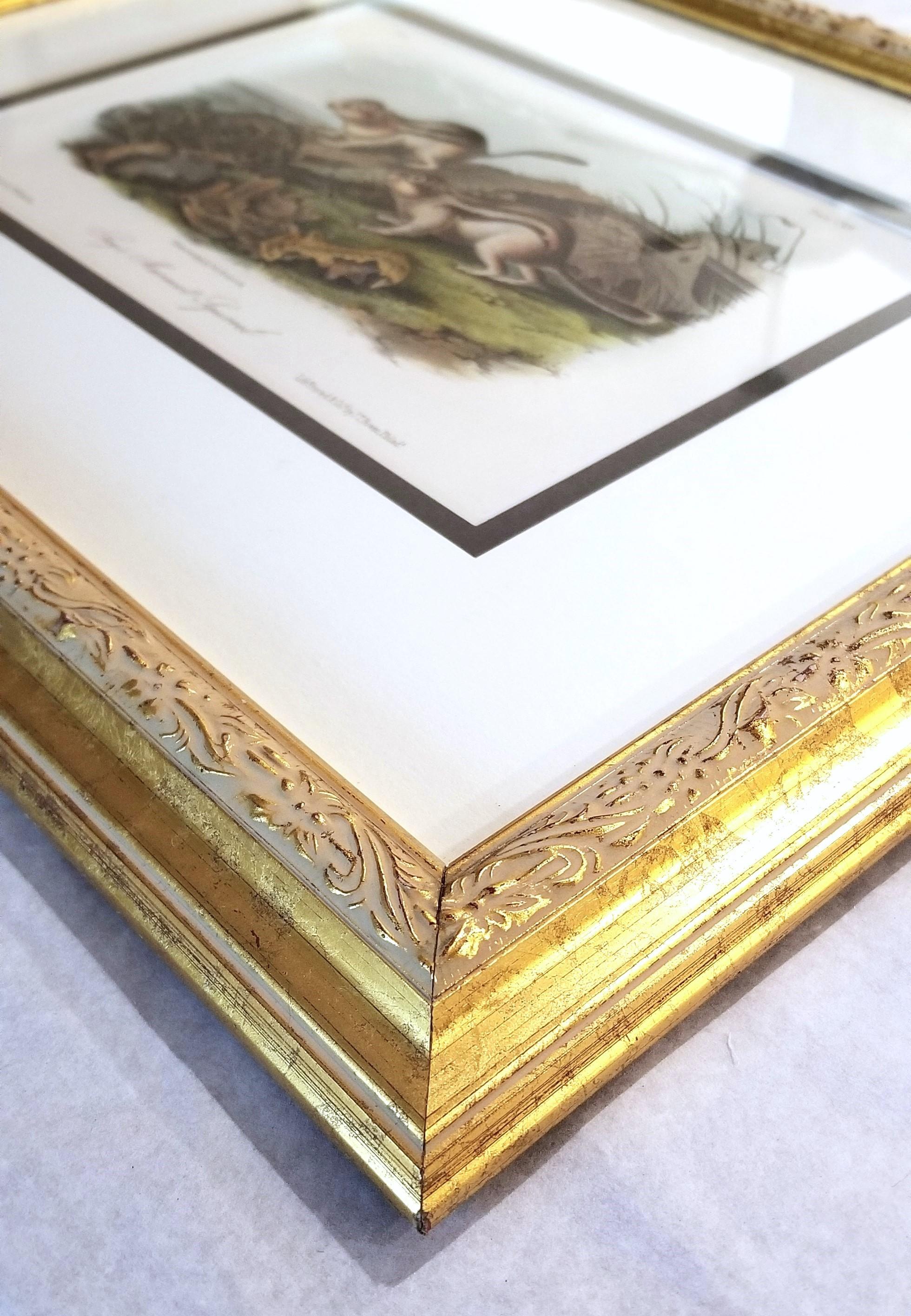 Ardilla Marmota de Say /// John James Audubon Cuadrúpedo Animal de la Historia Natural en venta 12