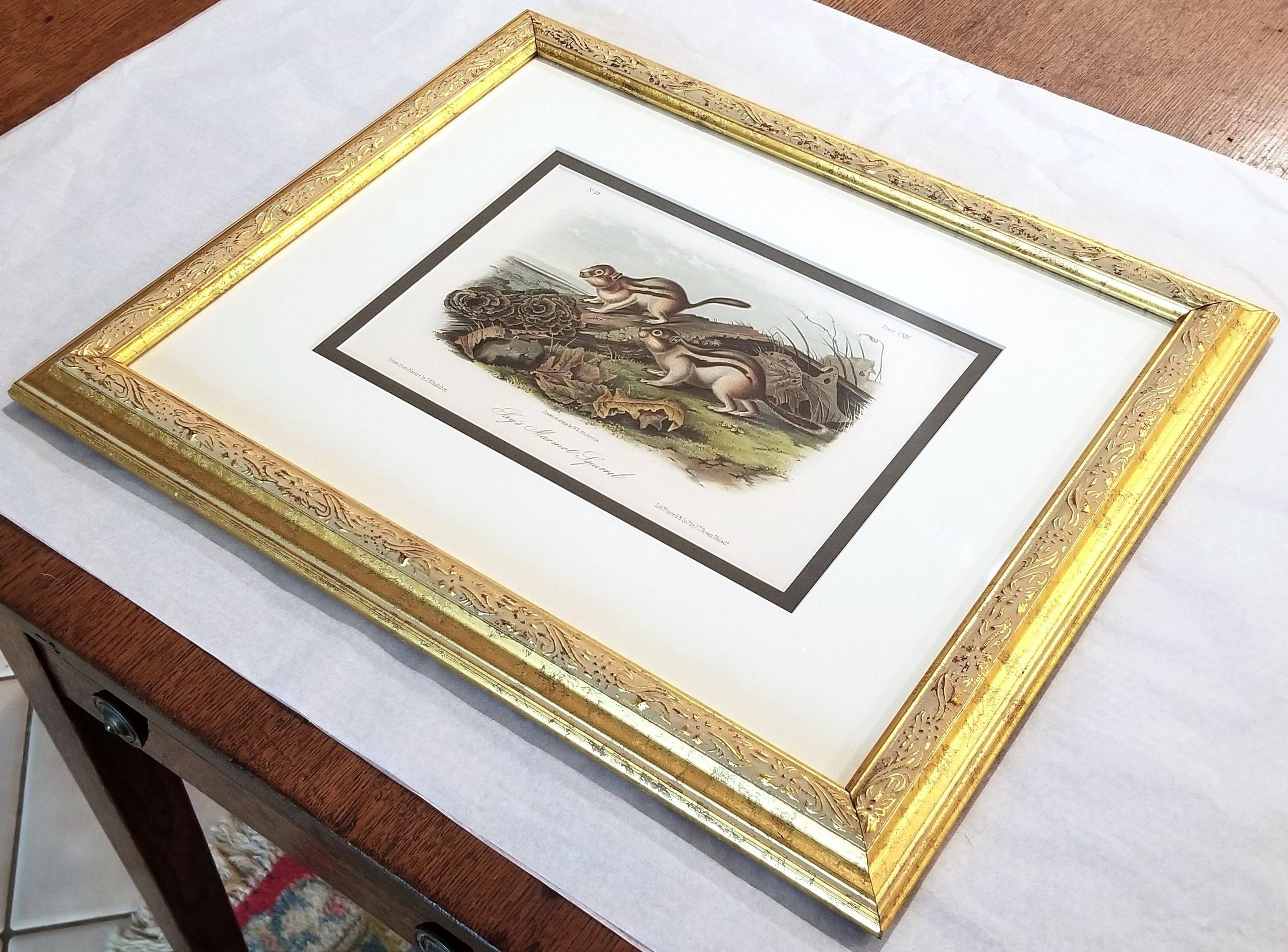 Ardilla Marmota de Say /// John James Audubon Cuadrúpedo Animal de la Historia Natural en venta 13