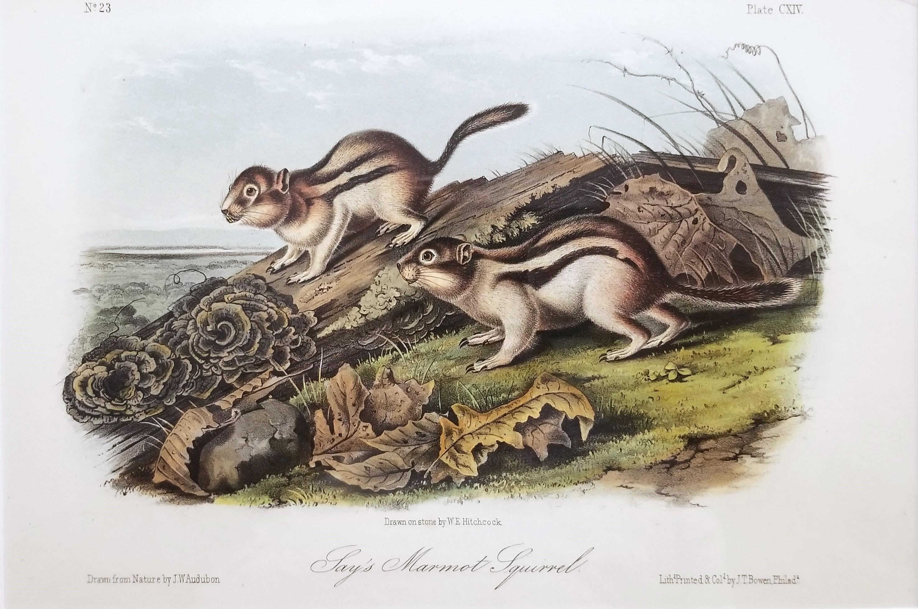 Ardilla Marmota de Say /// John James Audubon Cuadrúpedo Animal de la Historia Natural en venta 1