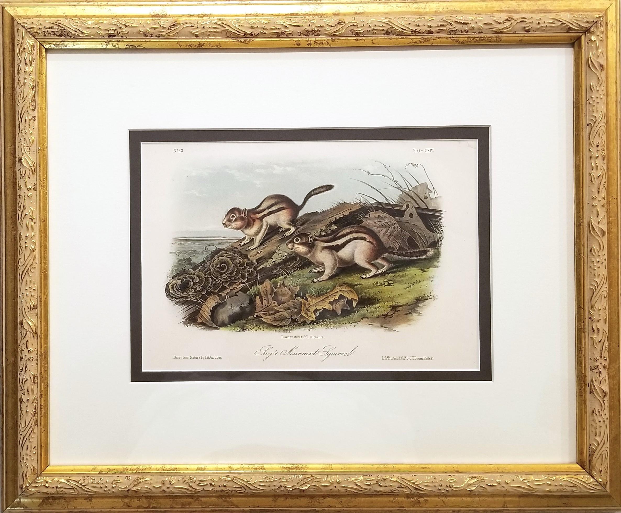 Ardilla Marmota de Say /// John James Audubon Cuadrúpedo Animal de la Historia Natural en venta 2