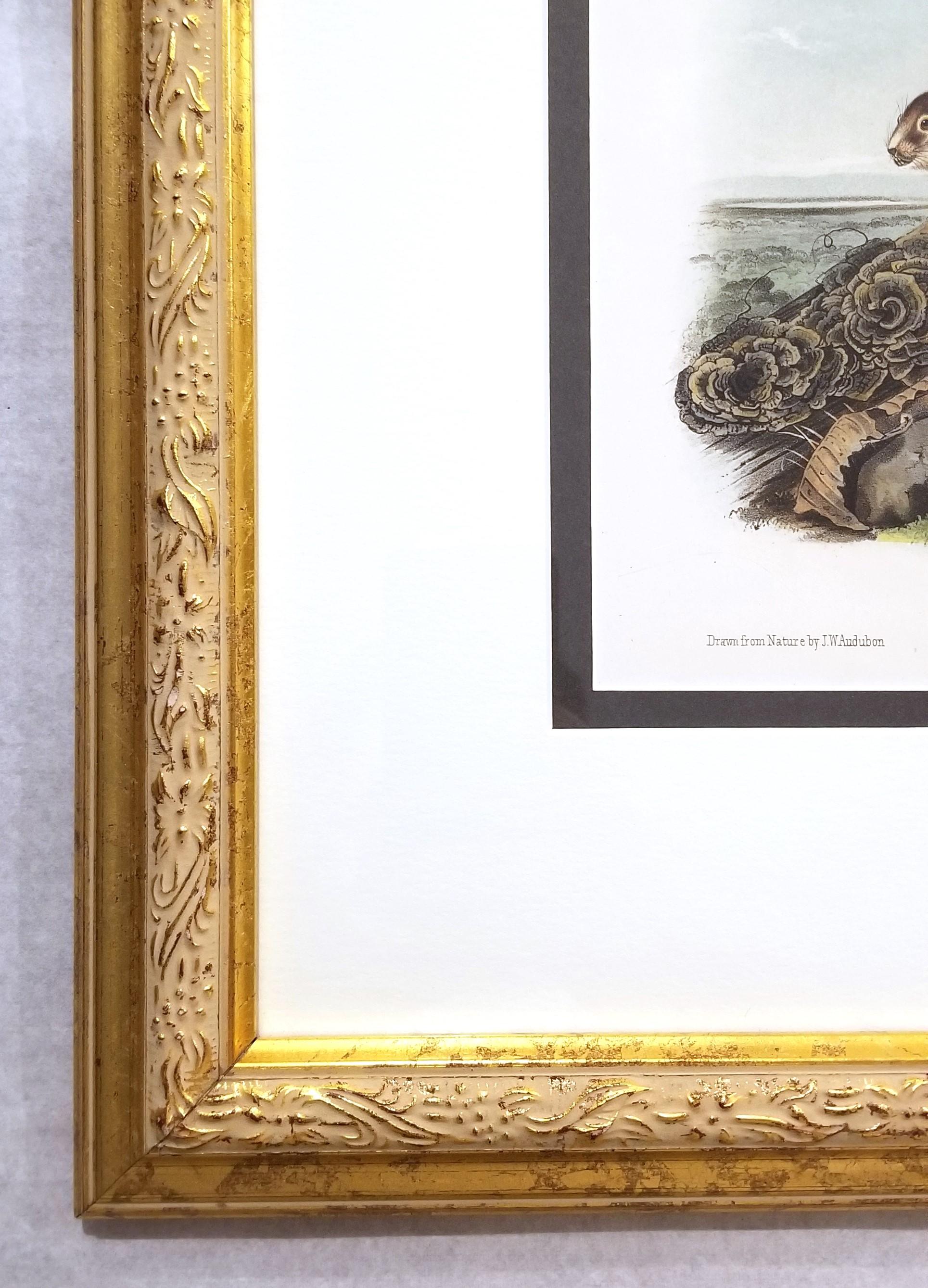 Ardilla Marmota de Say /// John James Audubon Cuadrúpedo Animal de la Historia Natural en venta 3