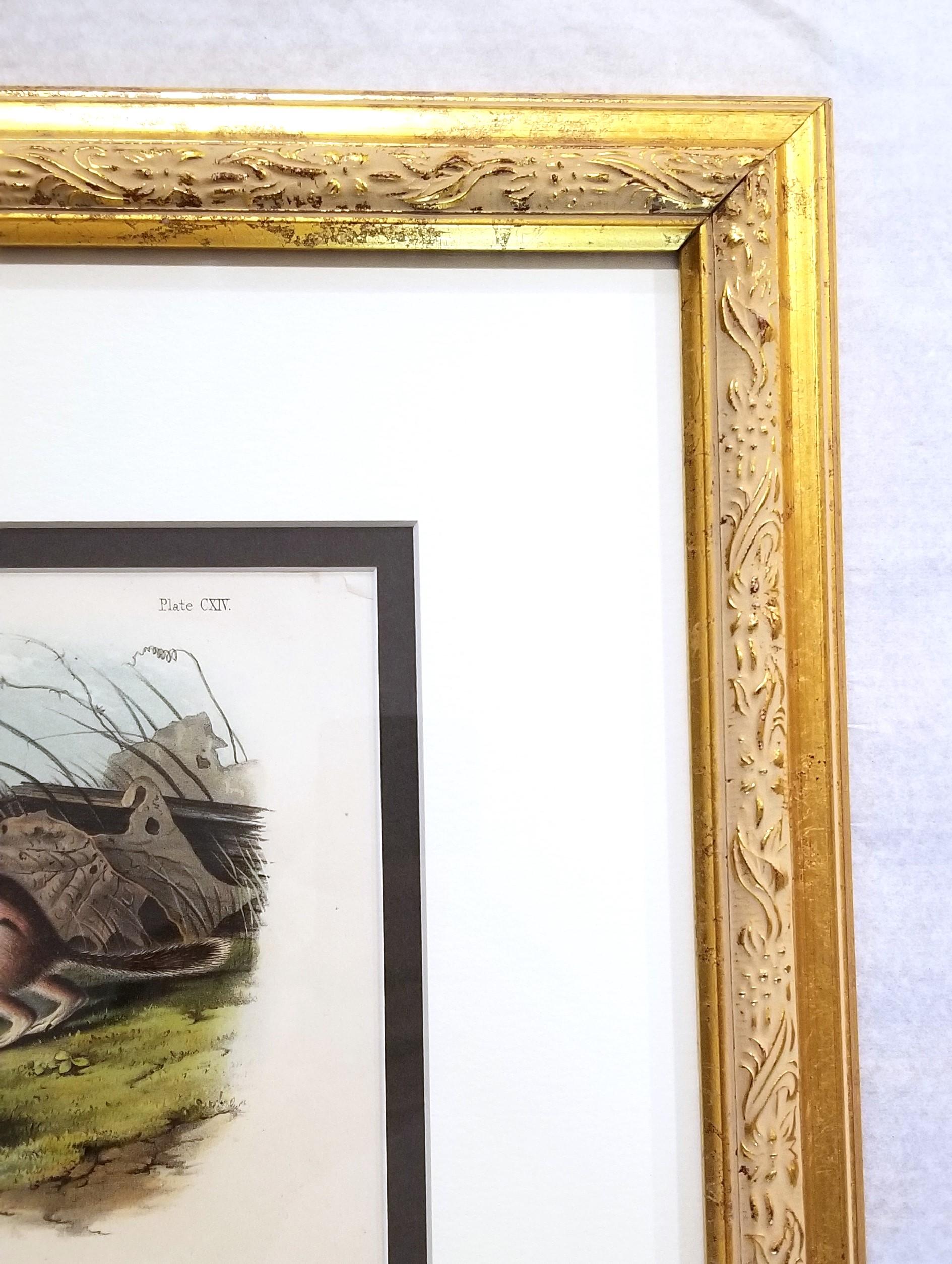 Ardilla Marmota de Say /// John James Audubon Cuadrúpedo Animal de la Historia Natural en venta 4