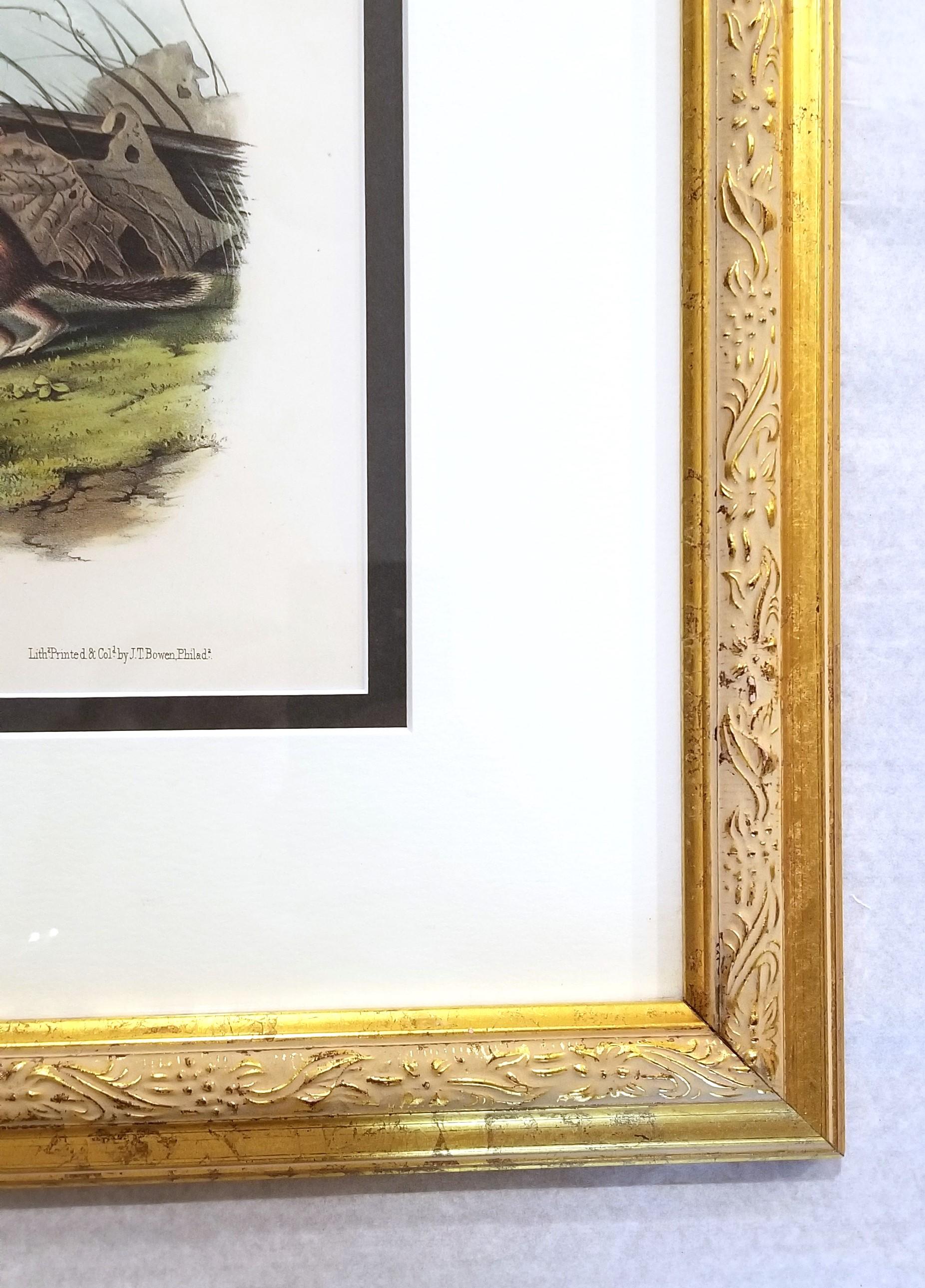 Ardilla Marmota de Say /// John James Audubon Cuadrúpedo Animal de la Historia Natural en venta 5