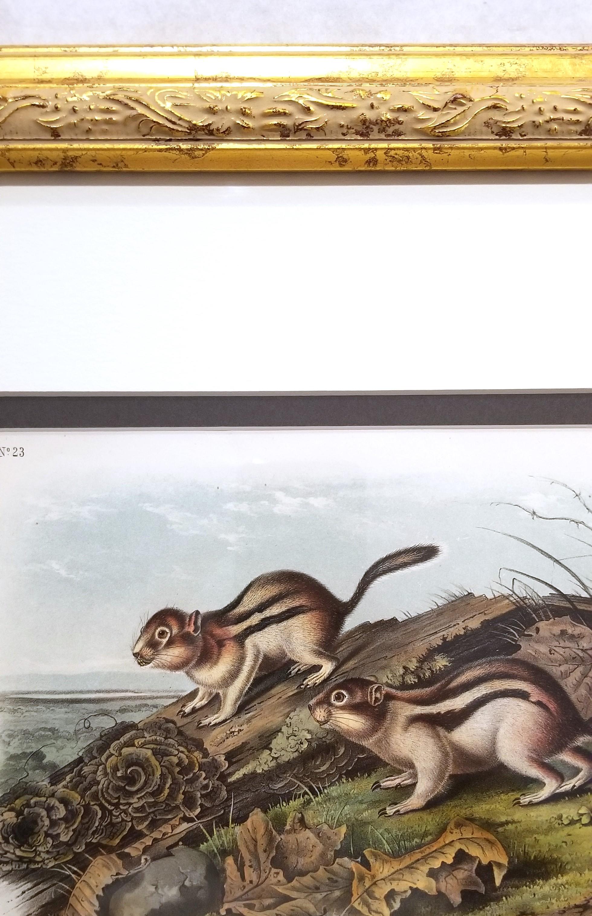 Ardilla Marmota de Say /// John James Audubon Cuadrúpedo Animal de la Historia Natural en venta 6