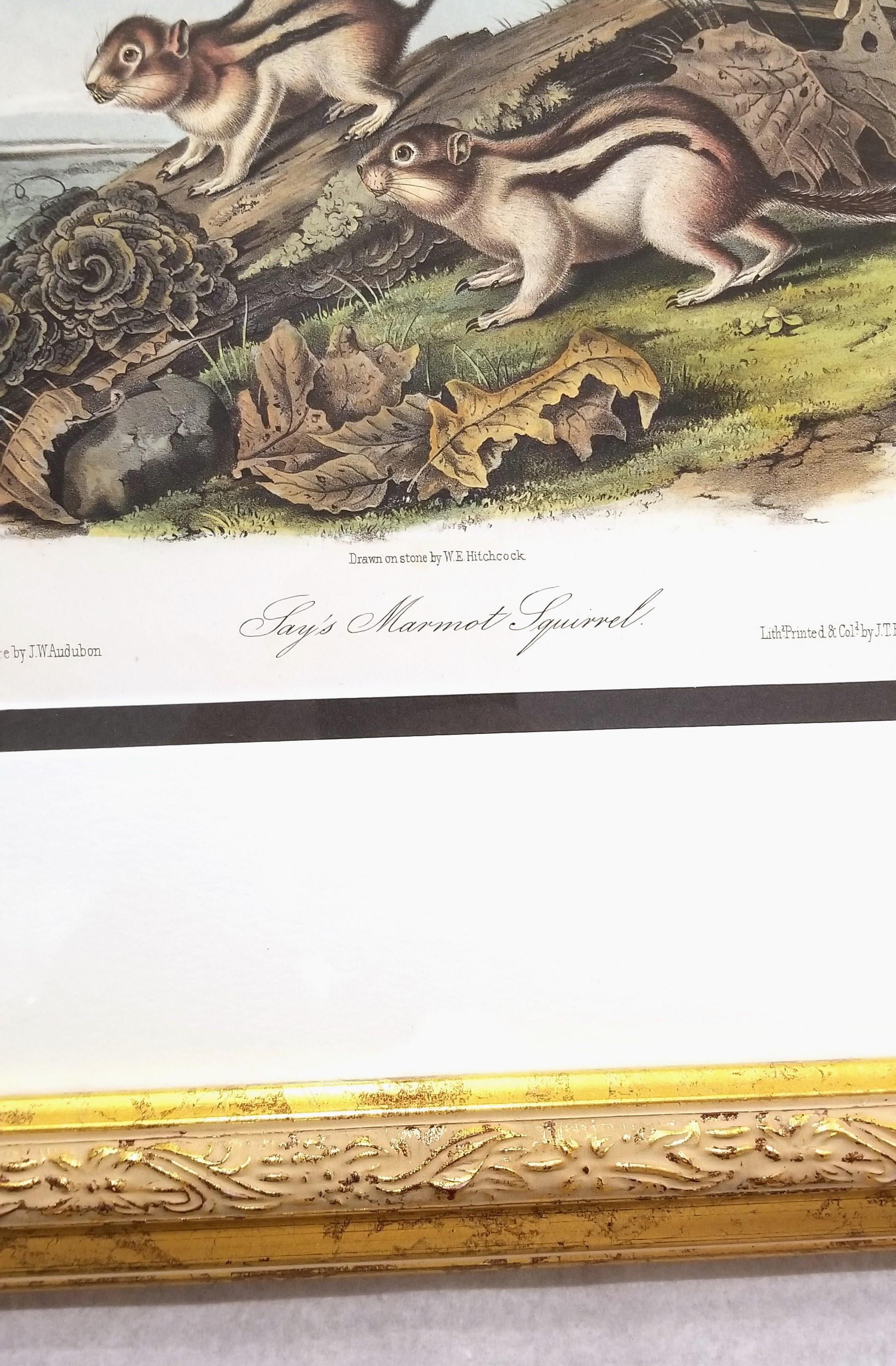 Ardilla Marmota de Say /// John James Audubon Cuadrúpedo Animal de la Historia Natural en venta 7