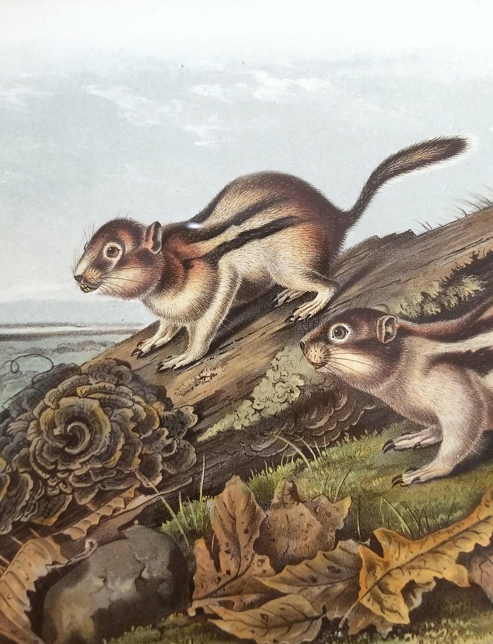 Ardilla Marmota de Say /// John James Audubon Cuadrúpedo Animal de la Historia Natural en venta 8