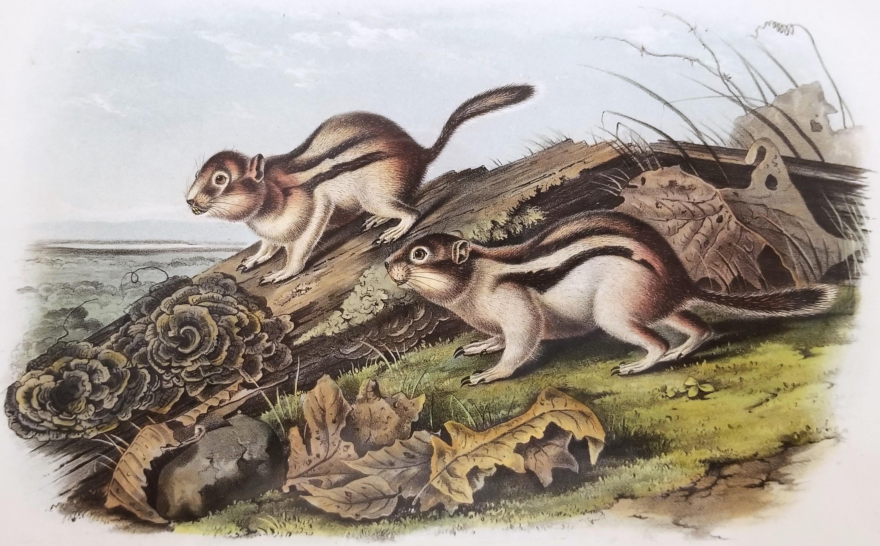 Artista: John James Audubon (estadounidense, 1785-1851)
Título: "La ardilla marmota de Say" (Lámina 114, nº 23)
Cartera: Los Cuadrúpedos Vivíparos de América del Norte, Edición Real Octavo
Año: 1849-1870
Medio: Litografía original coloreada a mano