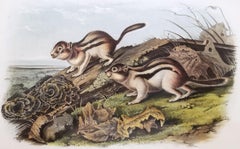 Antique Say's Marmot Squirrel /// John James Audubon Quadruped Natural History Animal