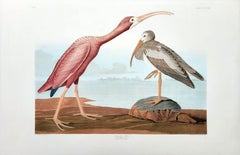 Scarlet Ibis /// John James Audubon Havell Edition Bird Ornithology Engraving
